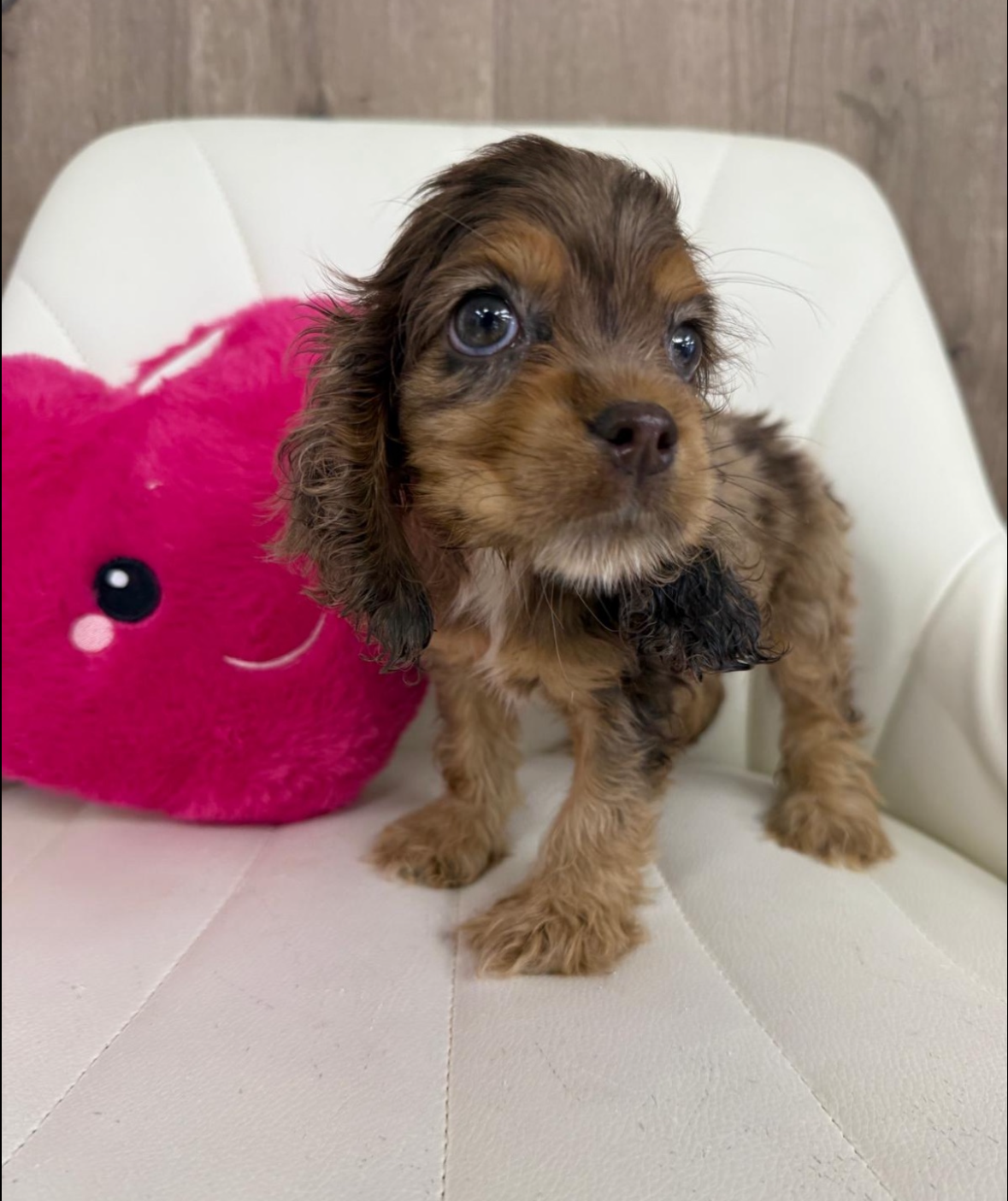 Designer Puppy
