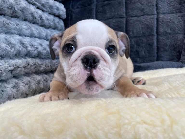 English Bulldog Puppy
