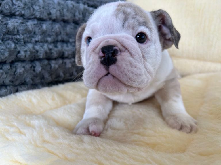 English Bulldog Puppy