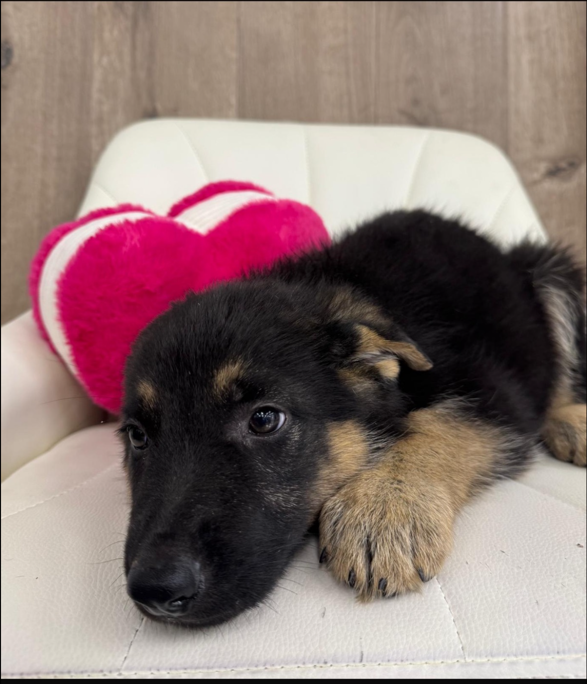 German Shepard Puppy