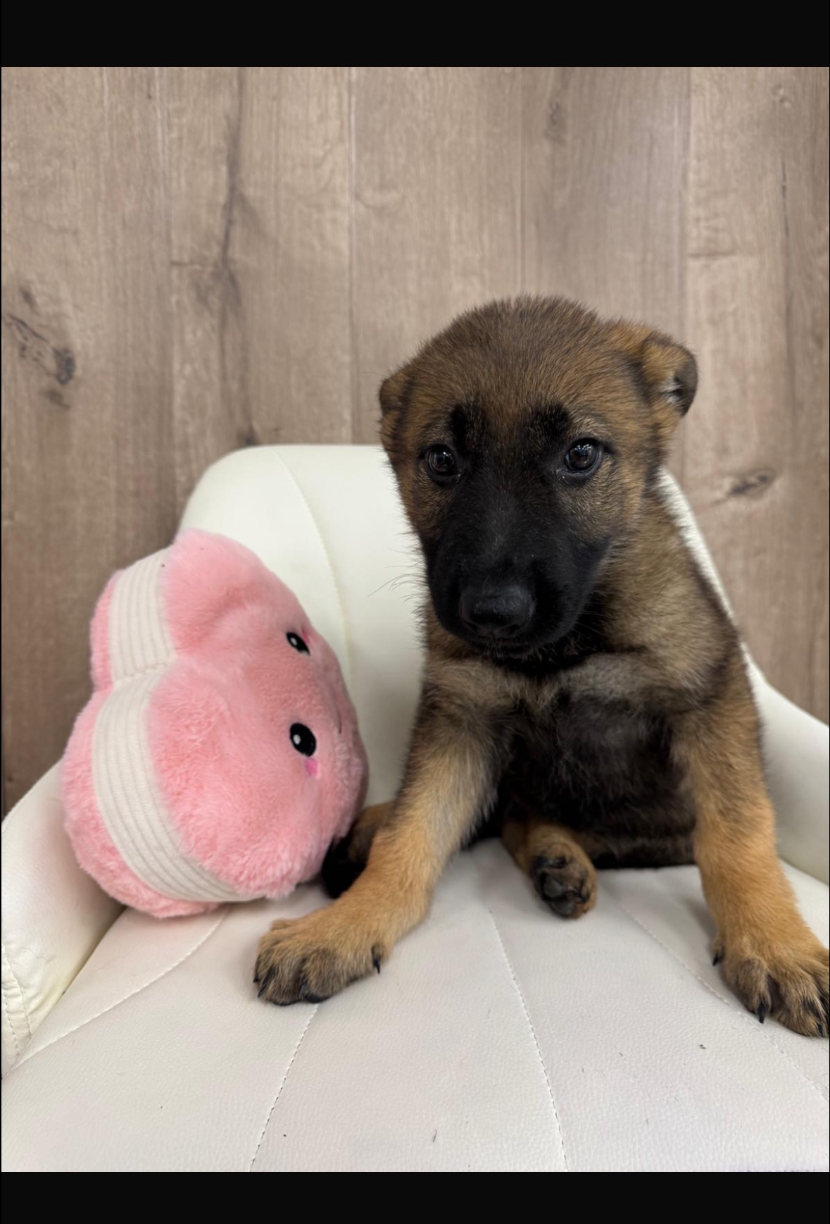 German Shepard Puppy
