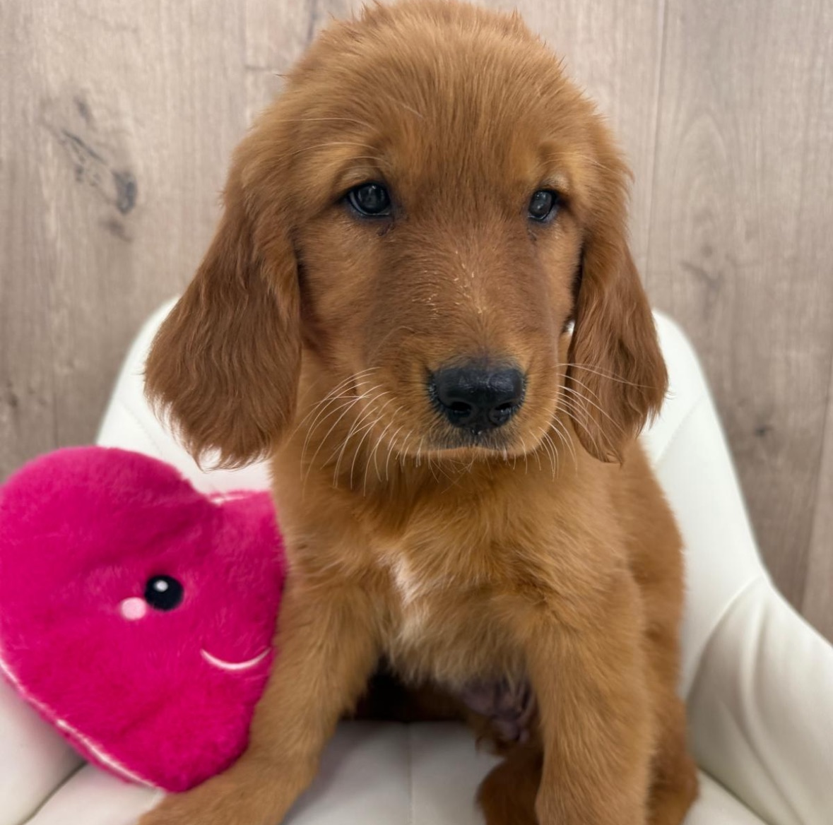 Golden Retriever Puppy