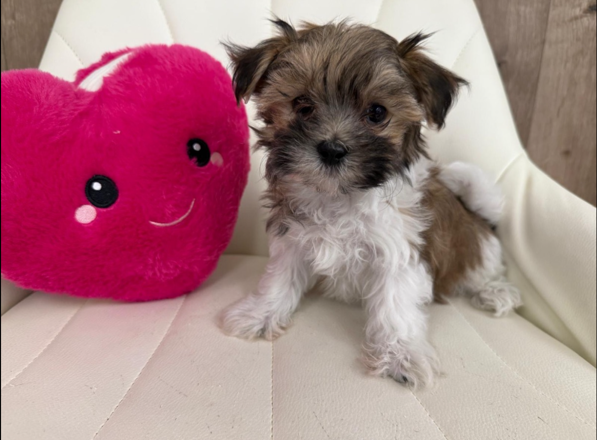 Havanese Puppy