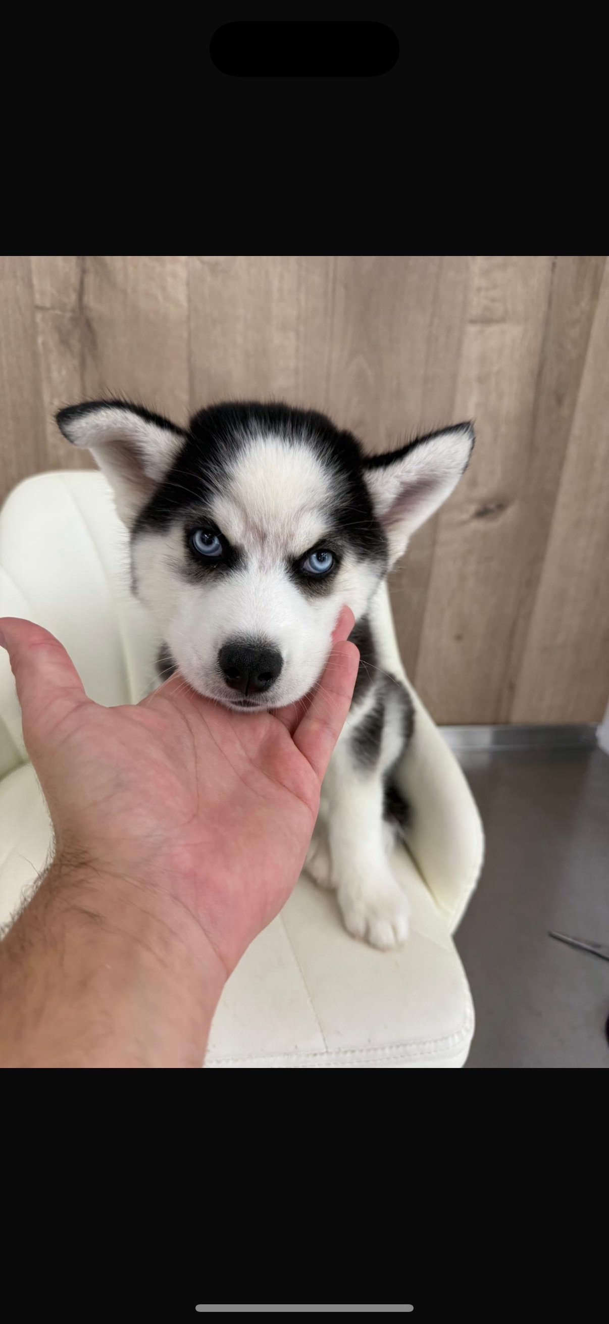 Siberian Husky Puppy