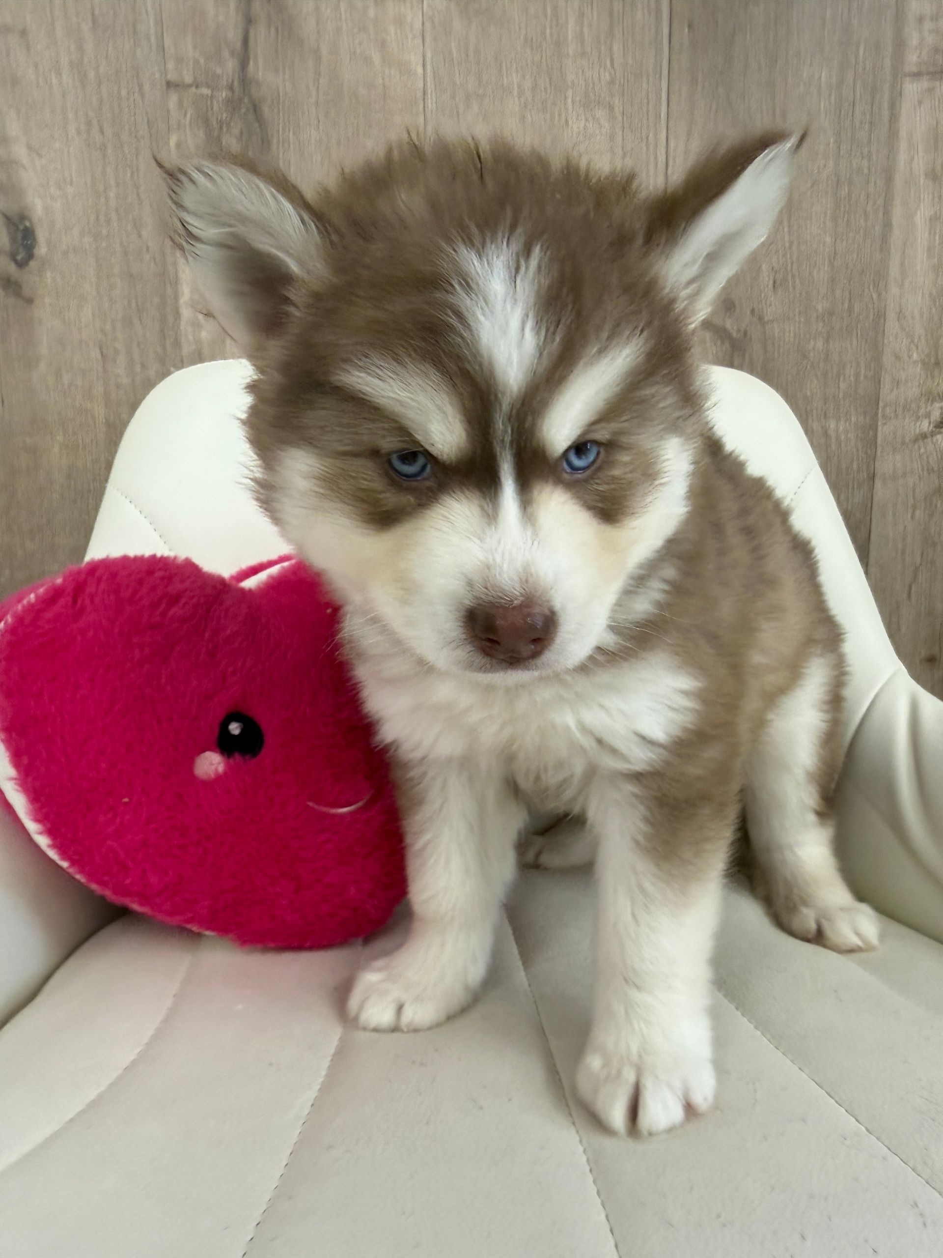 Siberian Husky Puppy