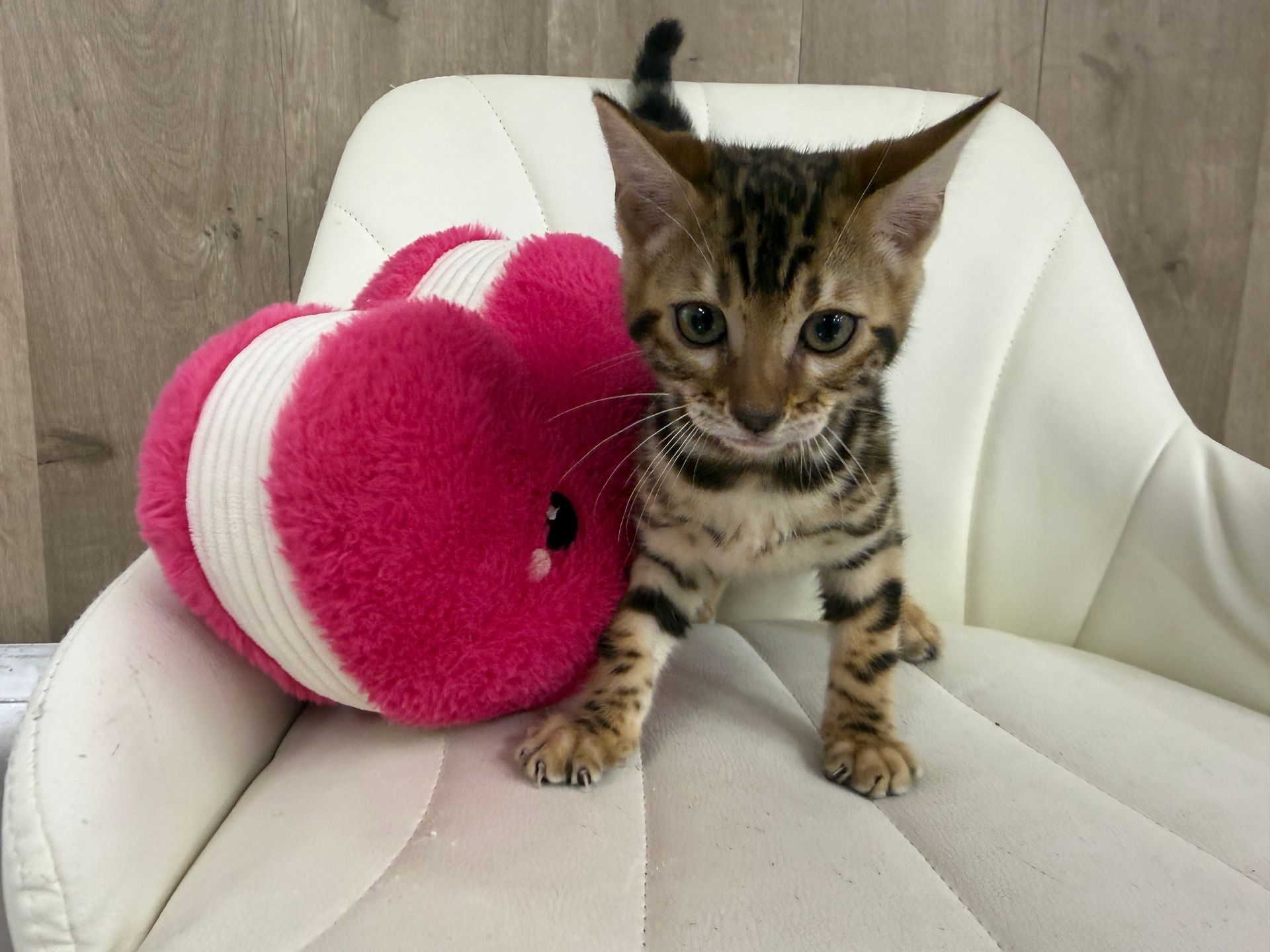 Bengal Kitten