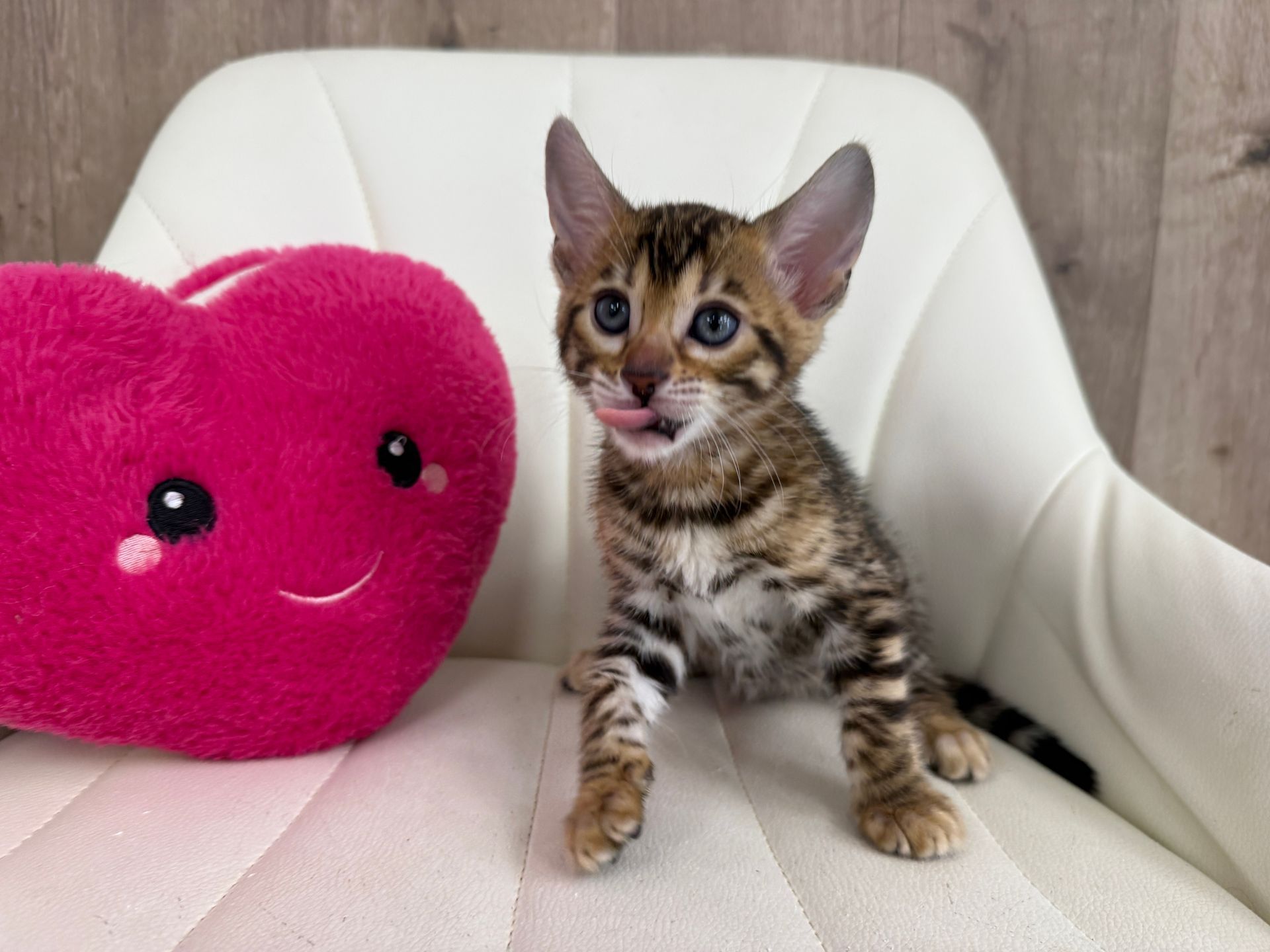 Bengal Kitten