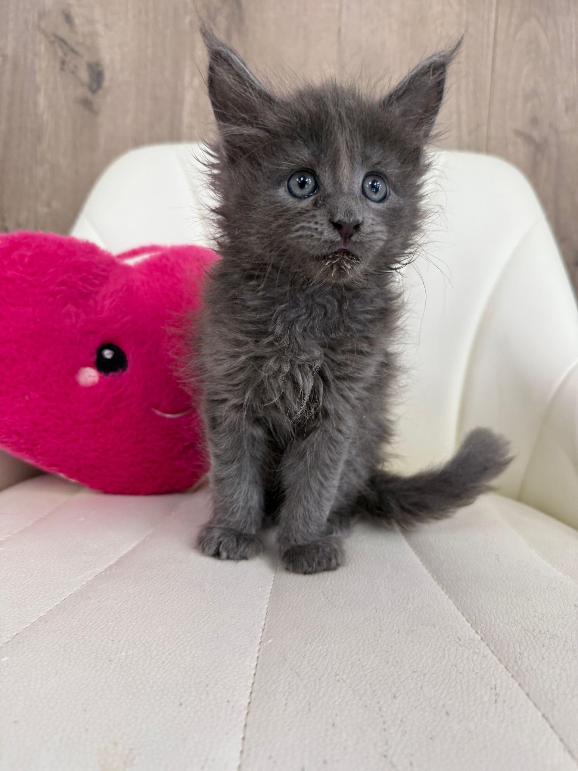 Main Coon Kitten