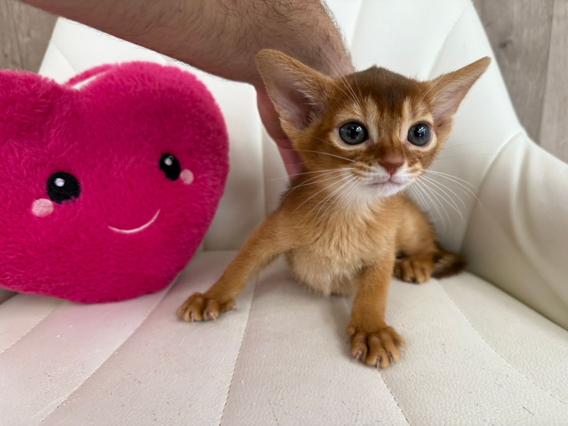 Abyssinian Kitten