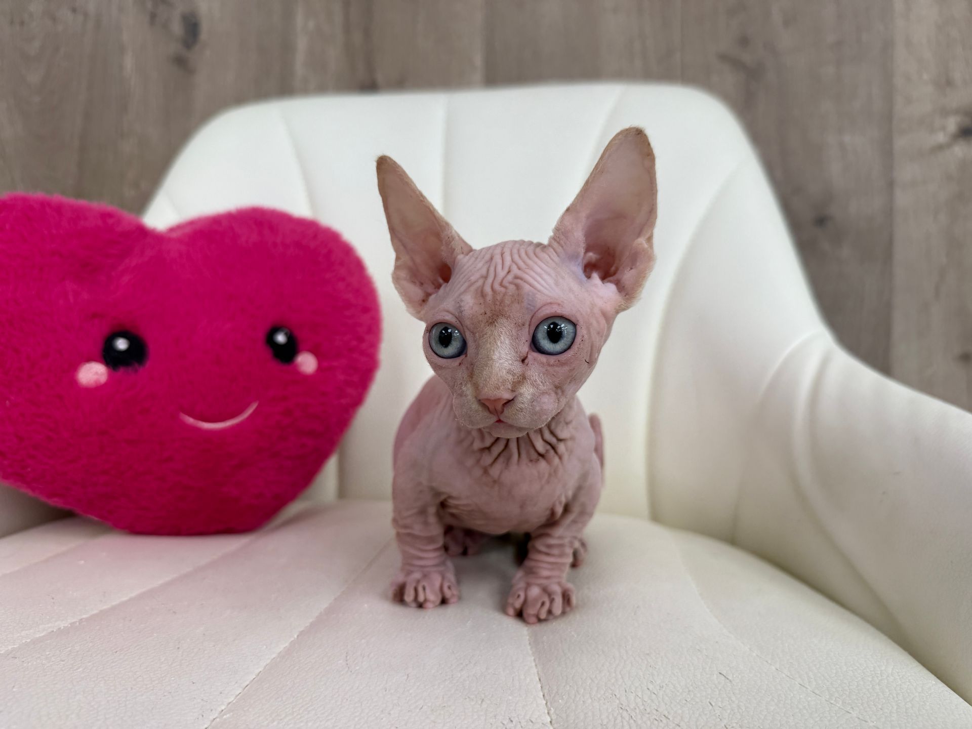 A hairless kitten with blue eyes sits on a white chair next to a pink heart-shaped pillow.