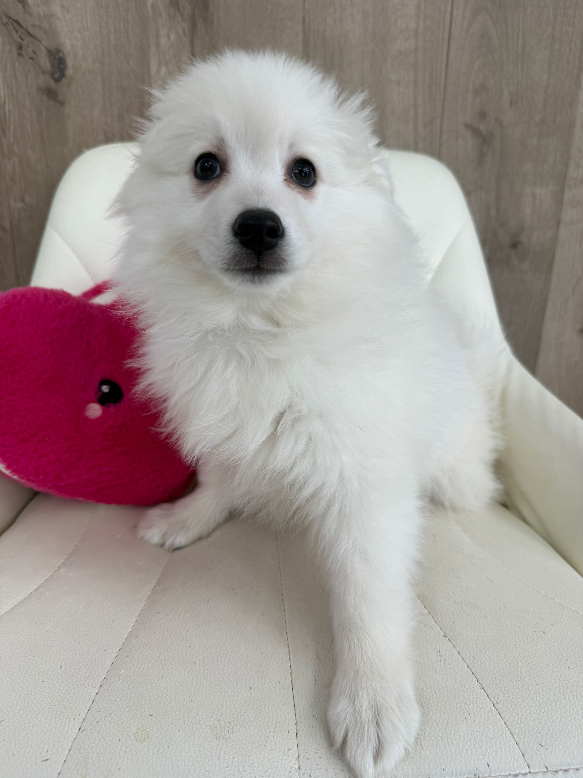 White fluffy puppy with dark eyes sits on a white chair next to a pink heart-shaped pillow, looking at the viewer.