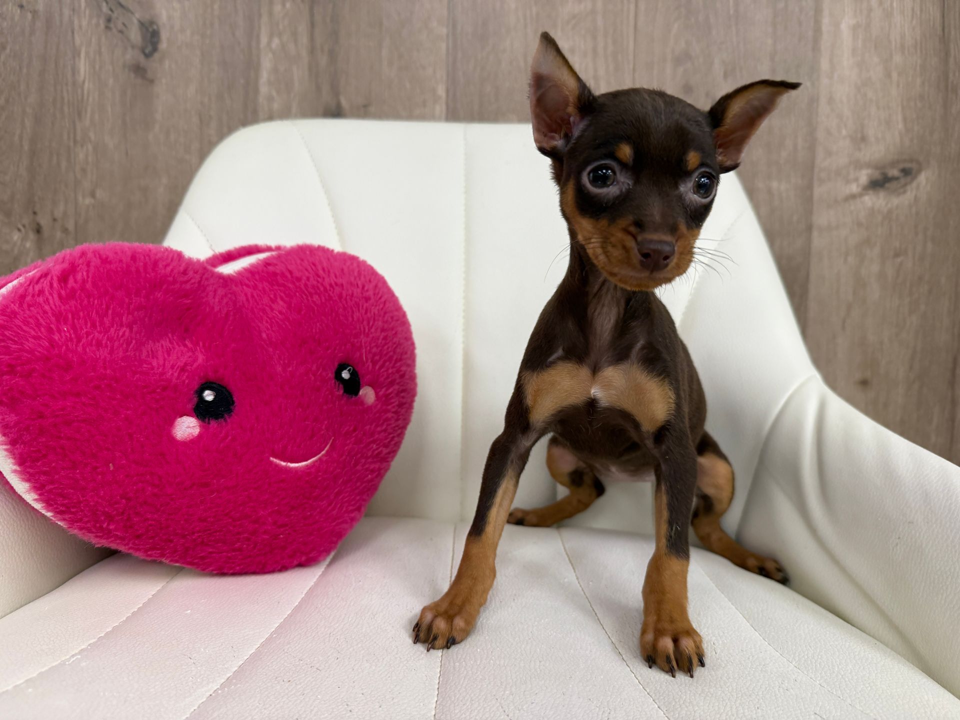 Miniature Pinscher Puppies 