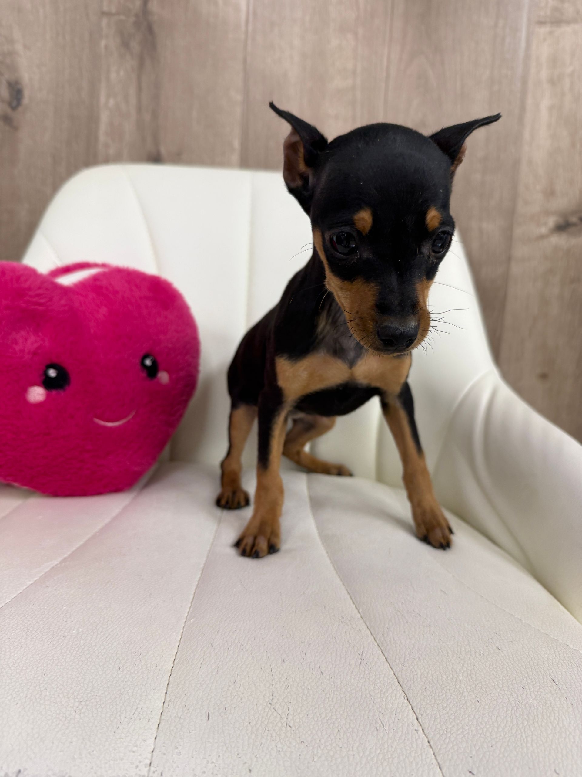 Miniature Pinscher Puppy