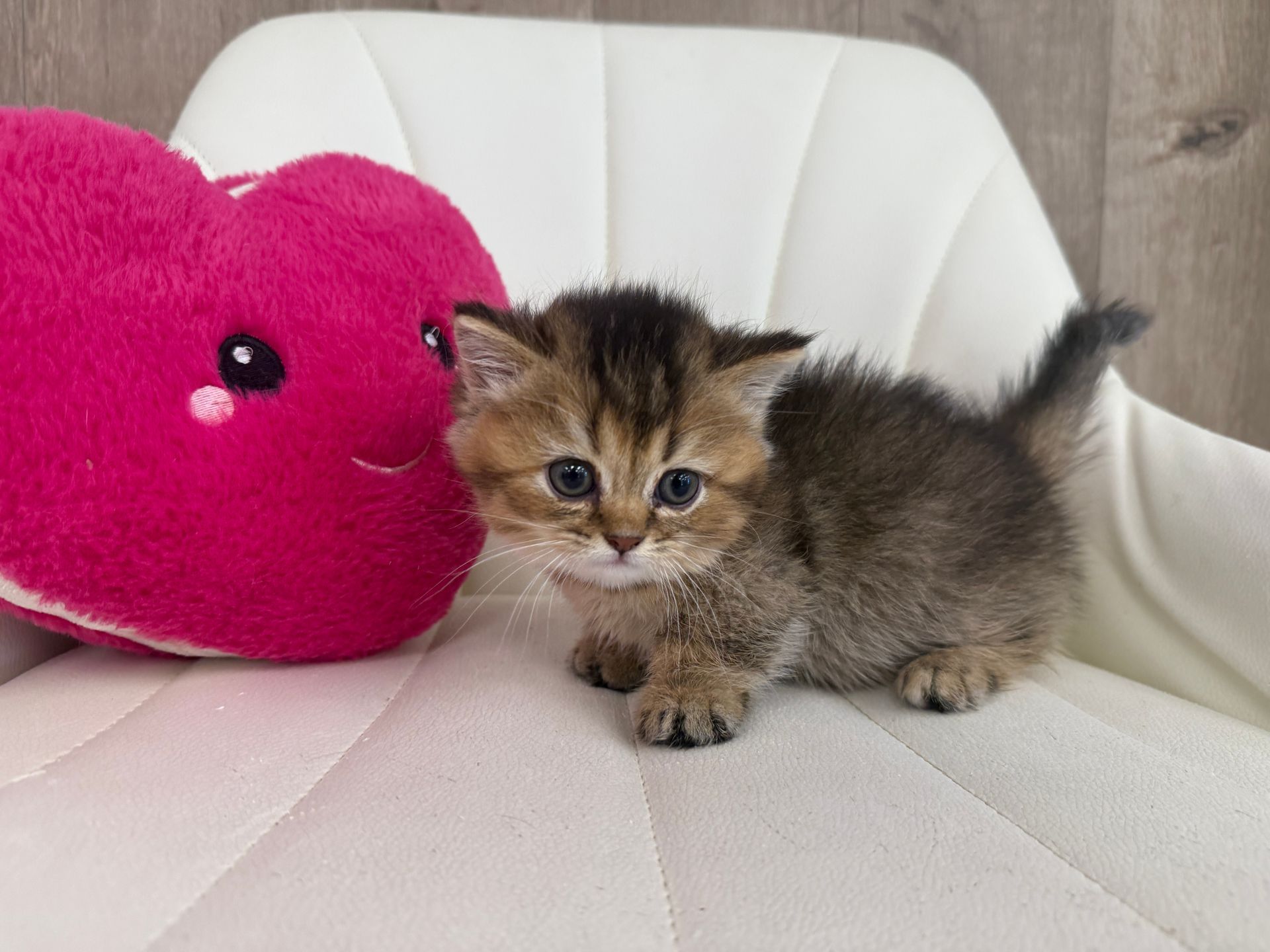 Munchkin Kitten