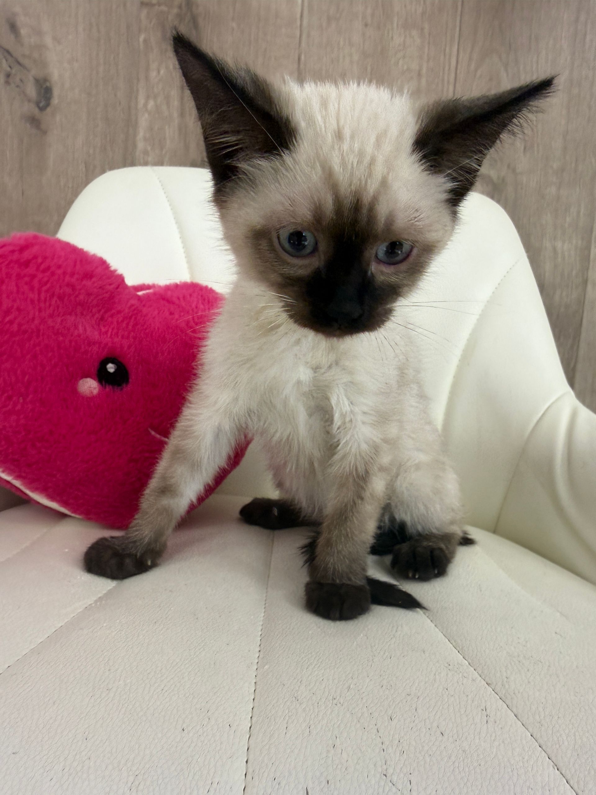 Siamese Kitten