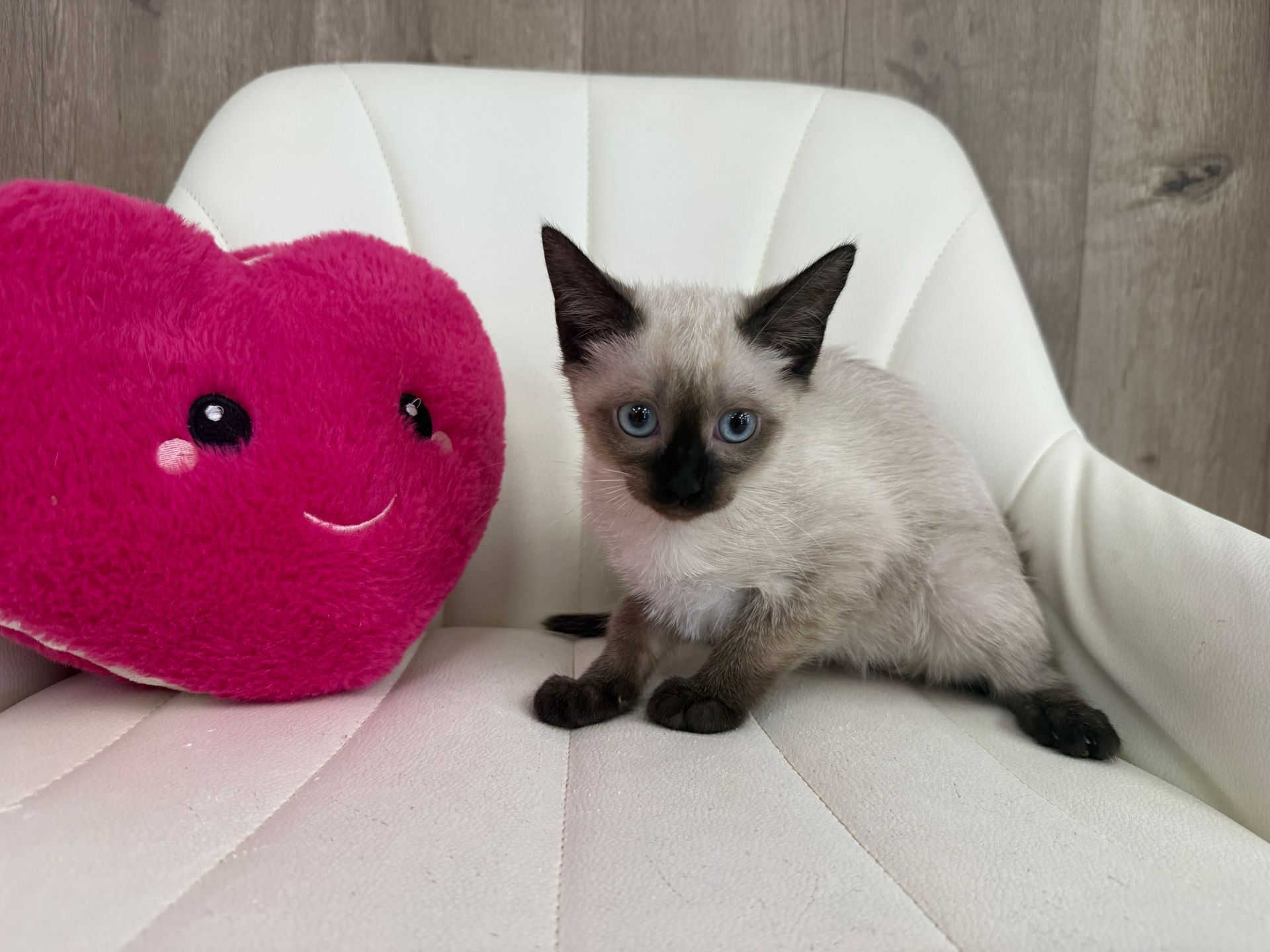Siamese Kitten