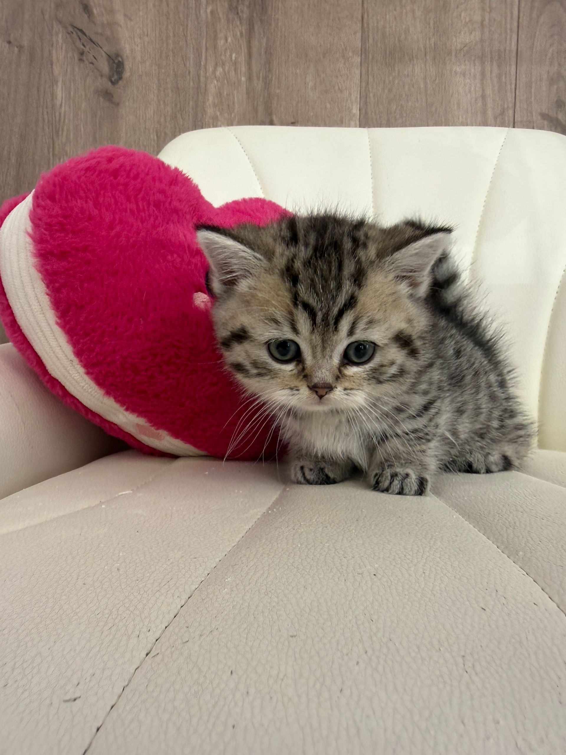 Munchkin Kitten
