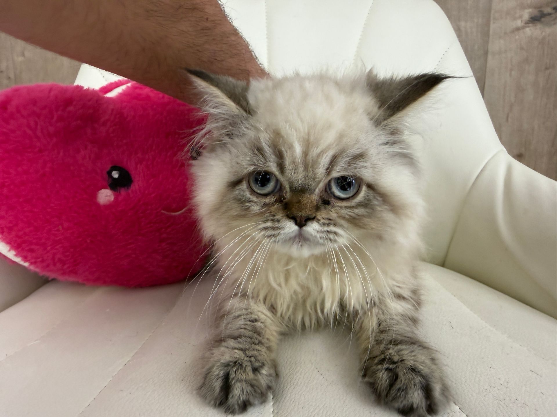 ragamuffin