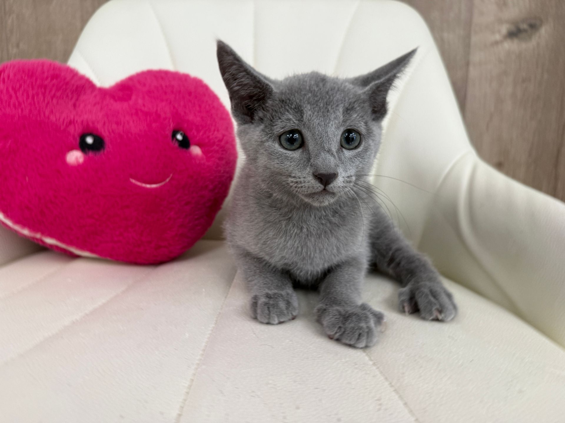 Russian Blue Kitten