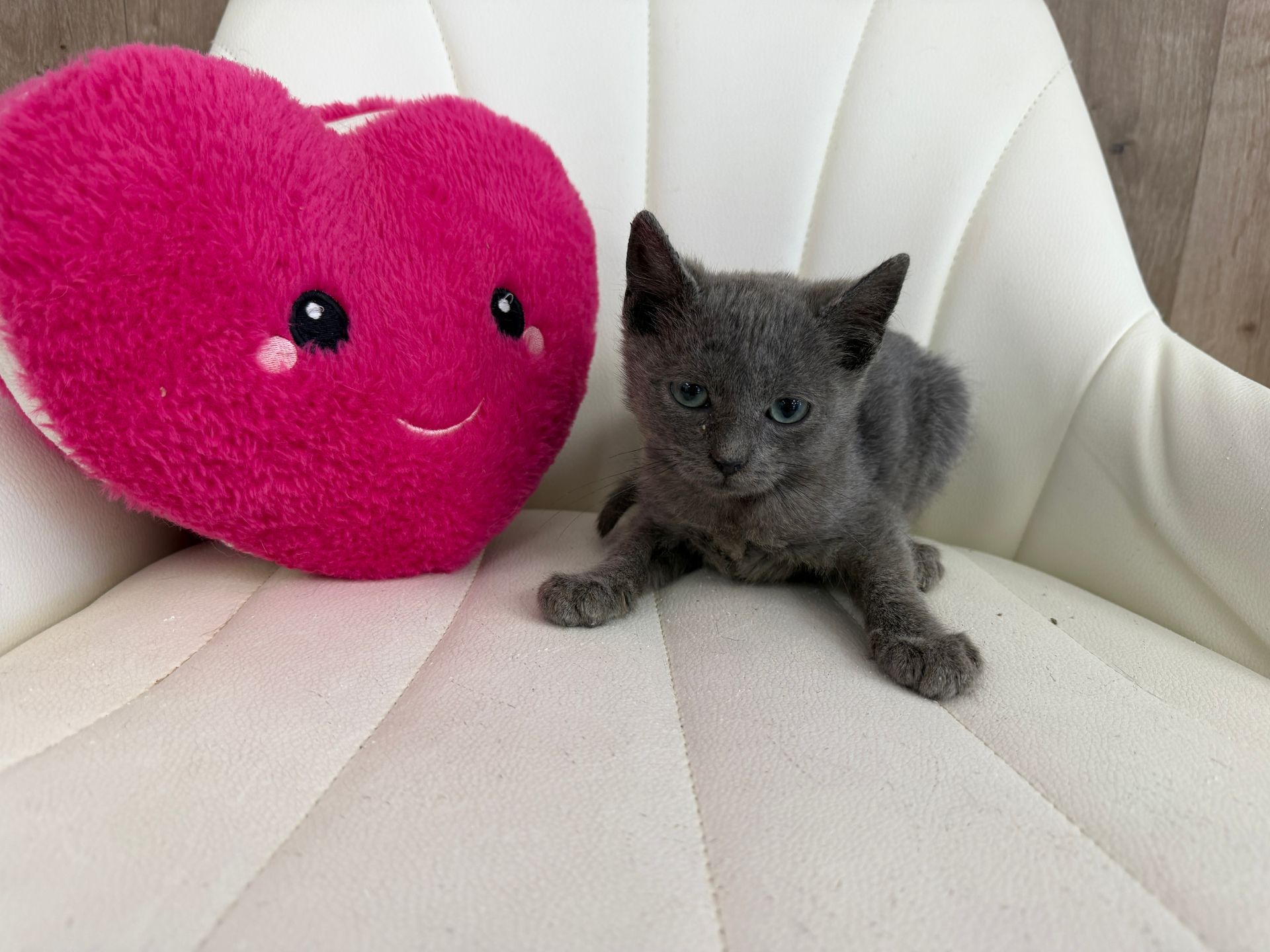 Russian Blue Kitten