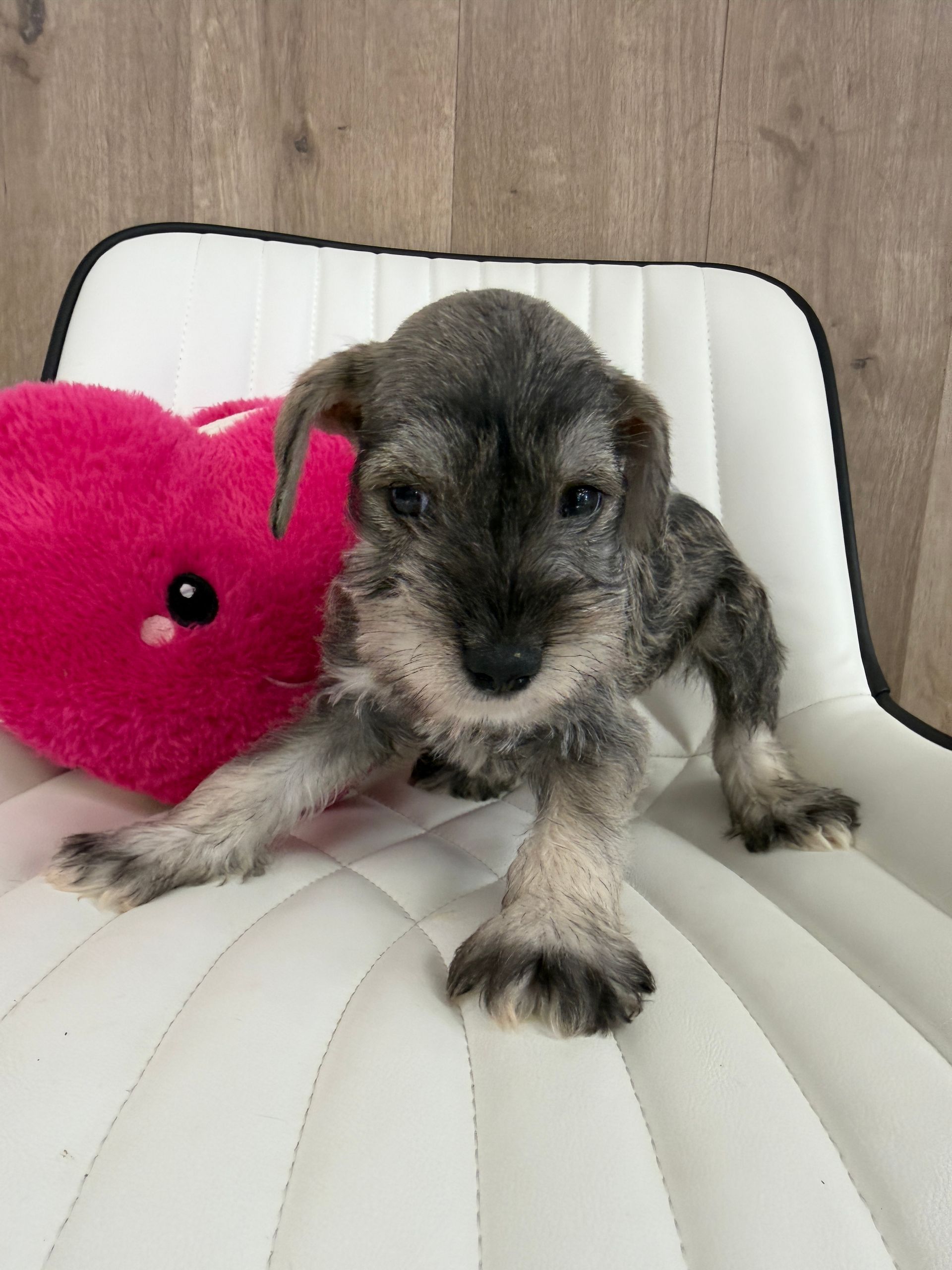 Mini Schnauzer Puppies