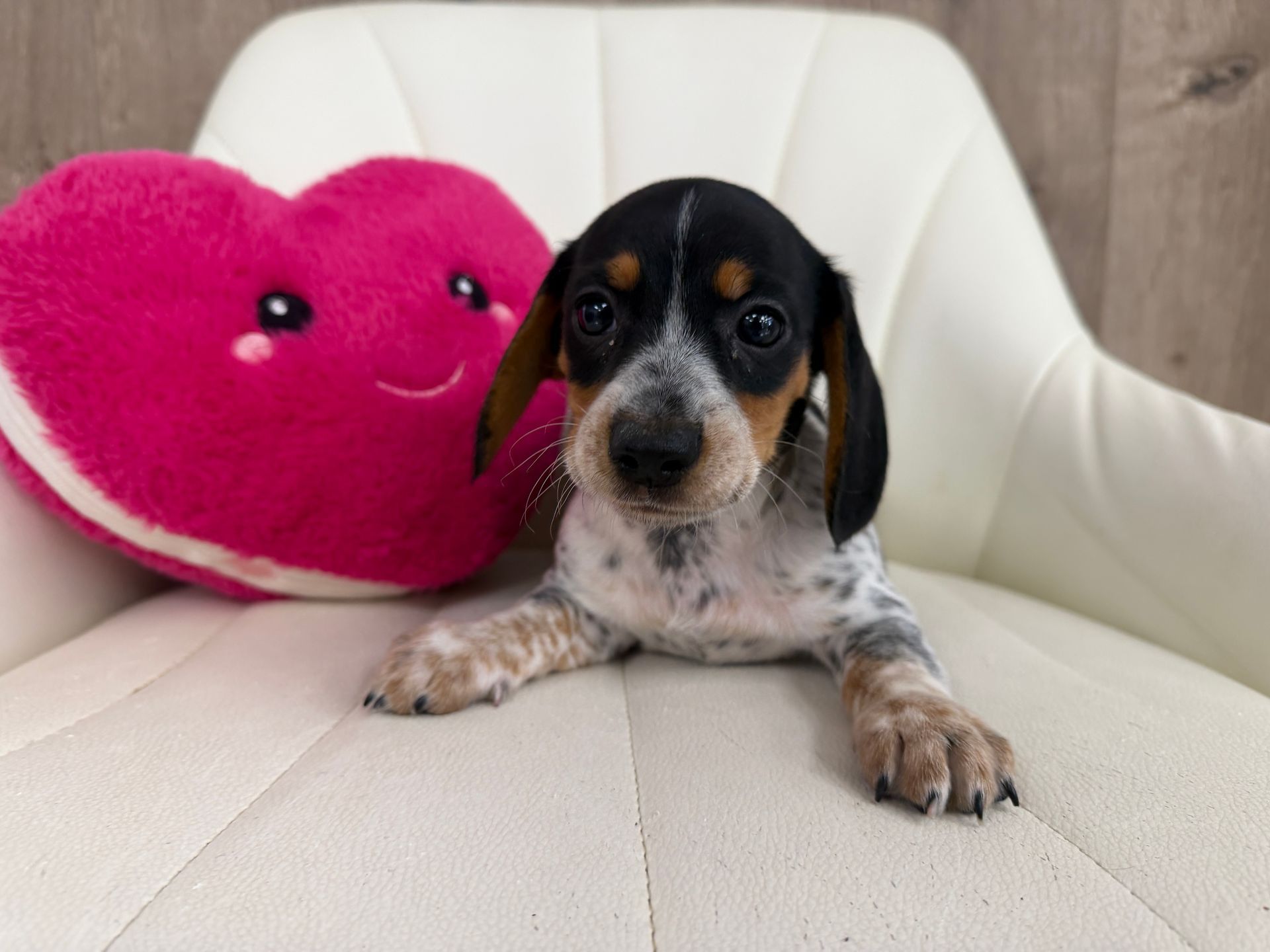 Miniature Dachshund Puppy