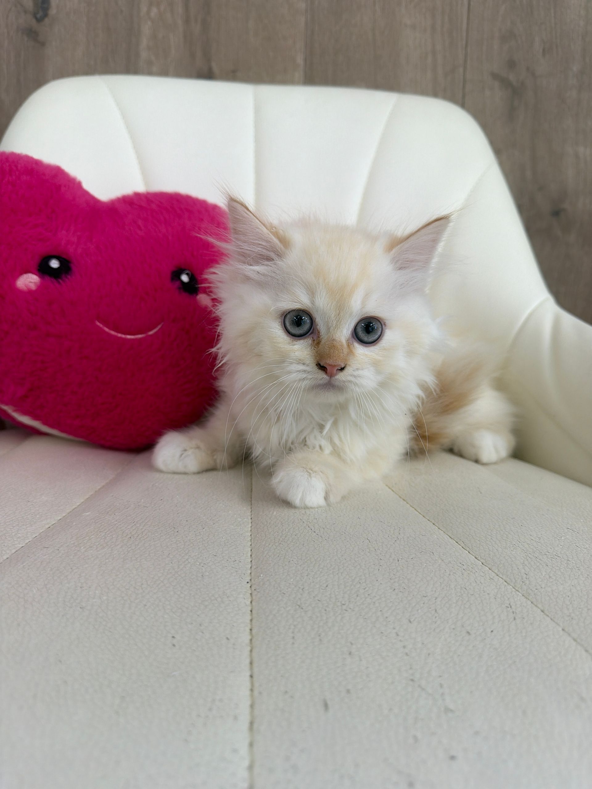 Persian Kitten