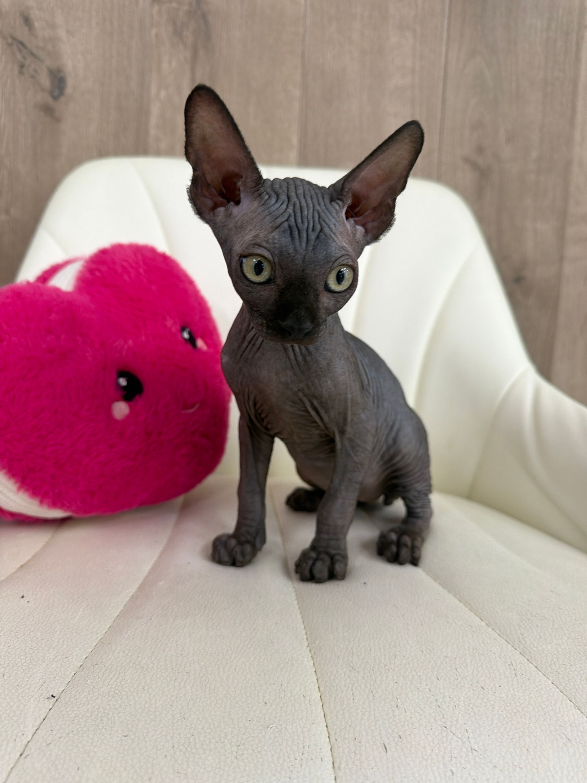 A hairless cat with large ears next to a pink heart-shaped pillow, on a white surface.
