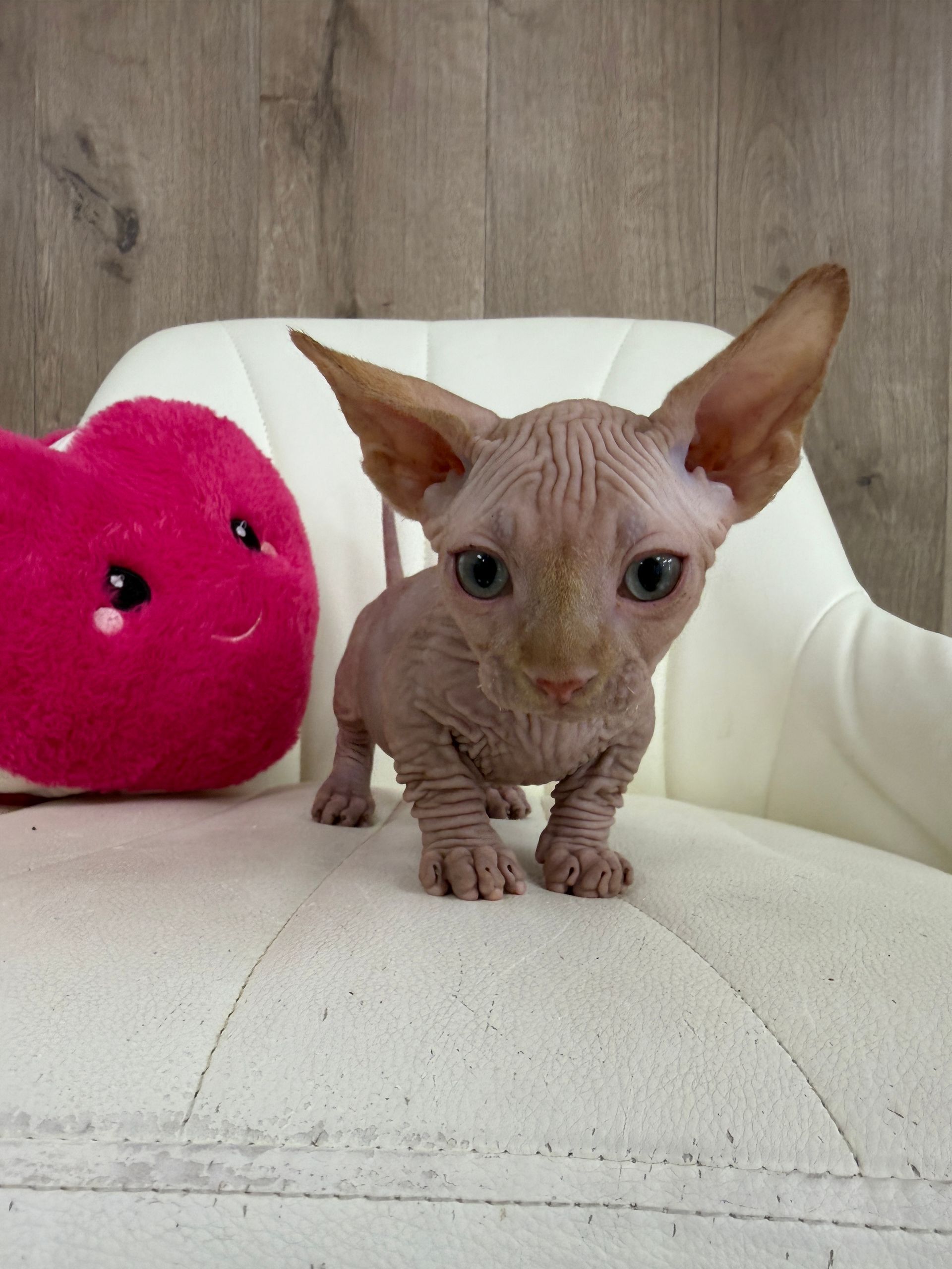 A small, gray cat with large ears sits between two pink heart-shaped pillows on a white surface.