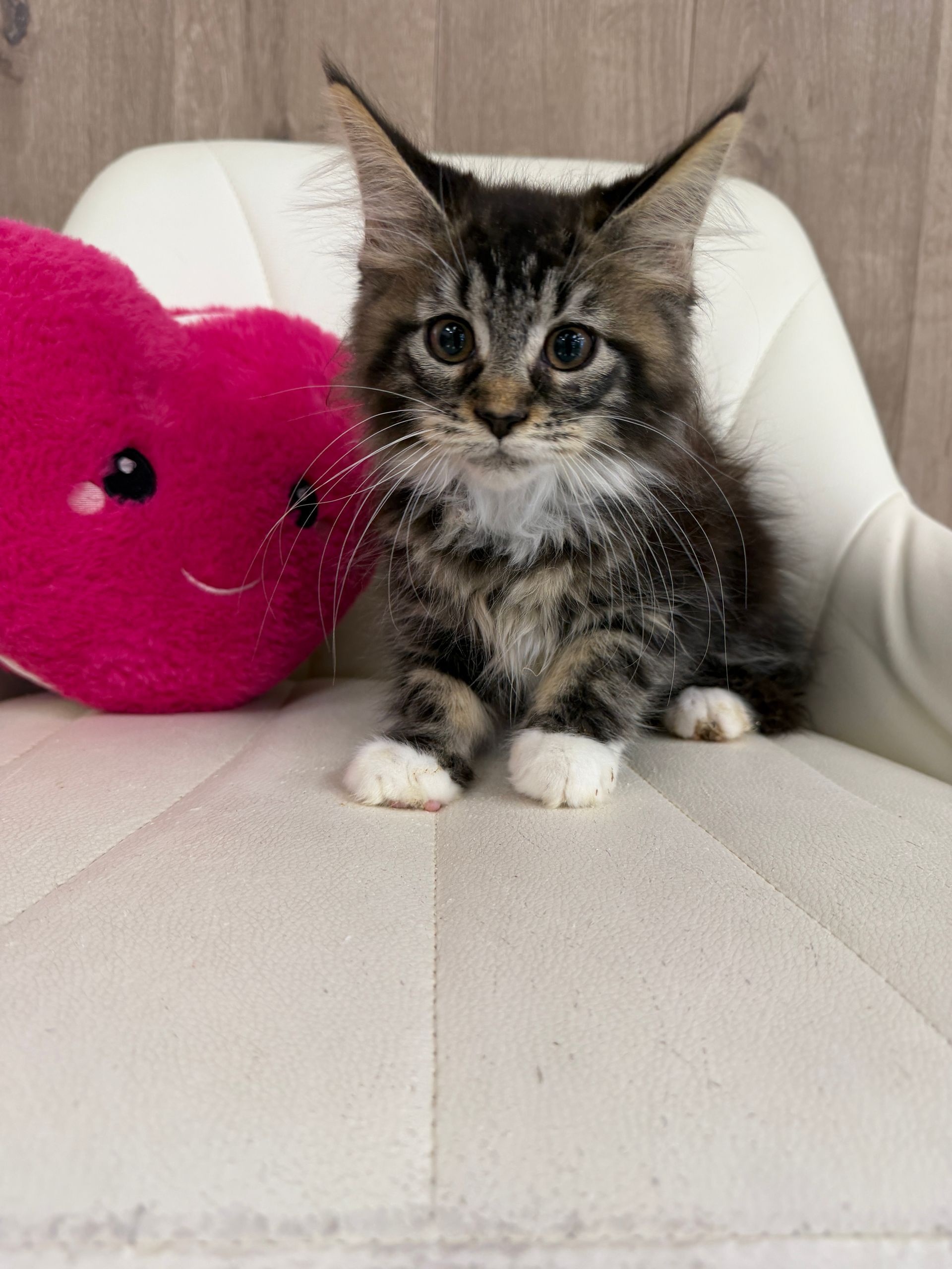 maine coon