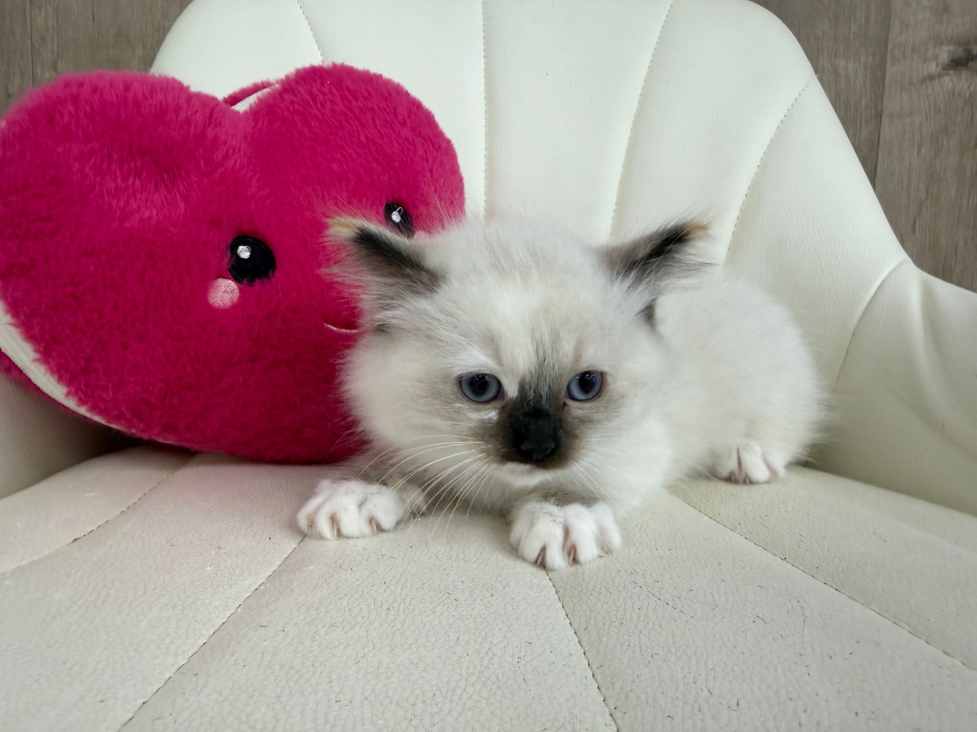 Ragdoll Kitten