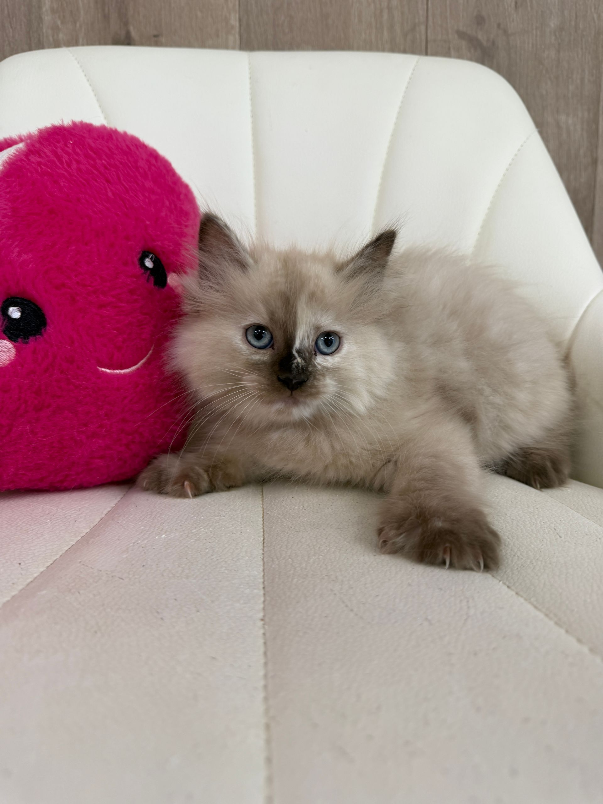 Ragdoll Kitten  for sale connecticut