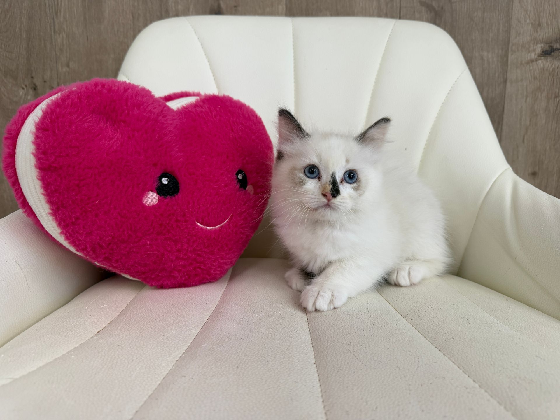 Ragdoll Kitten  for sale connecticut