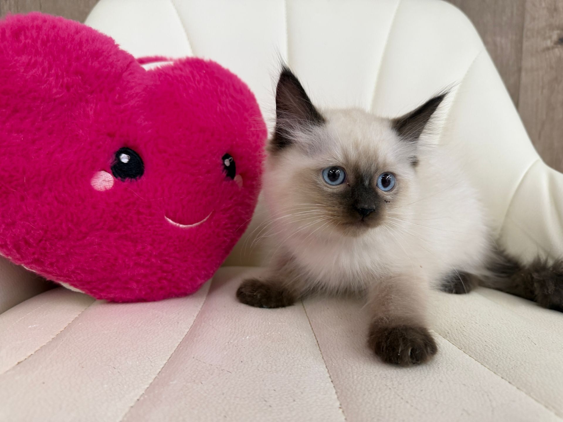 Ragdoll Kitten