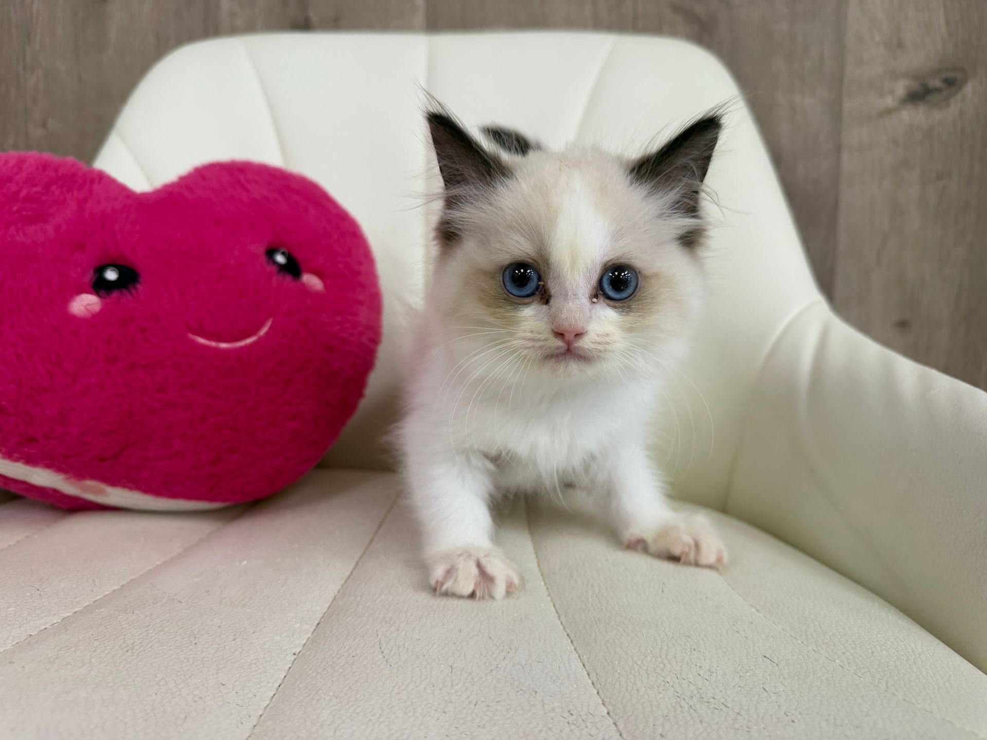 Ragdoll Kitten
