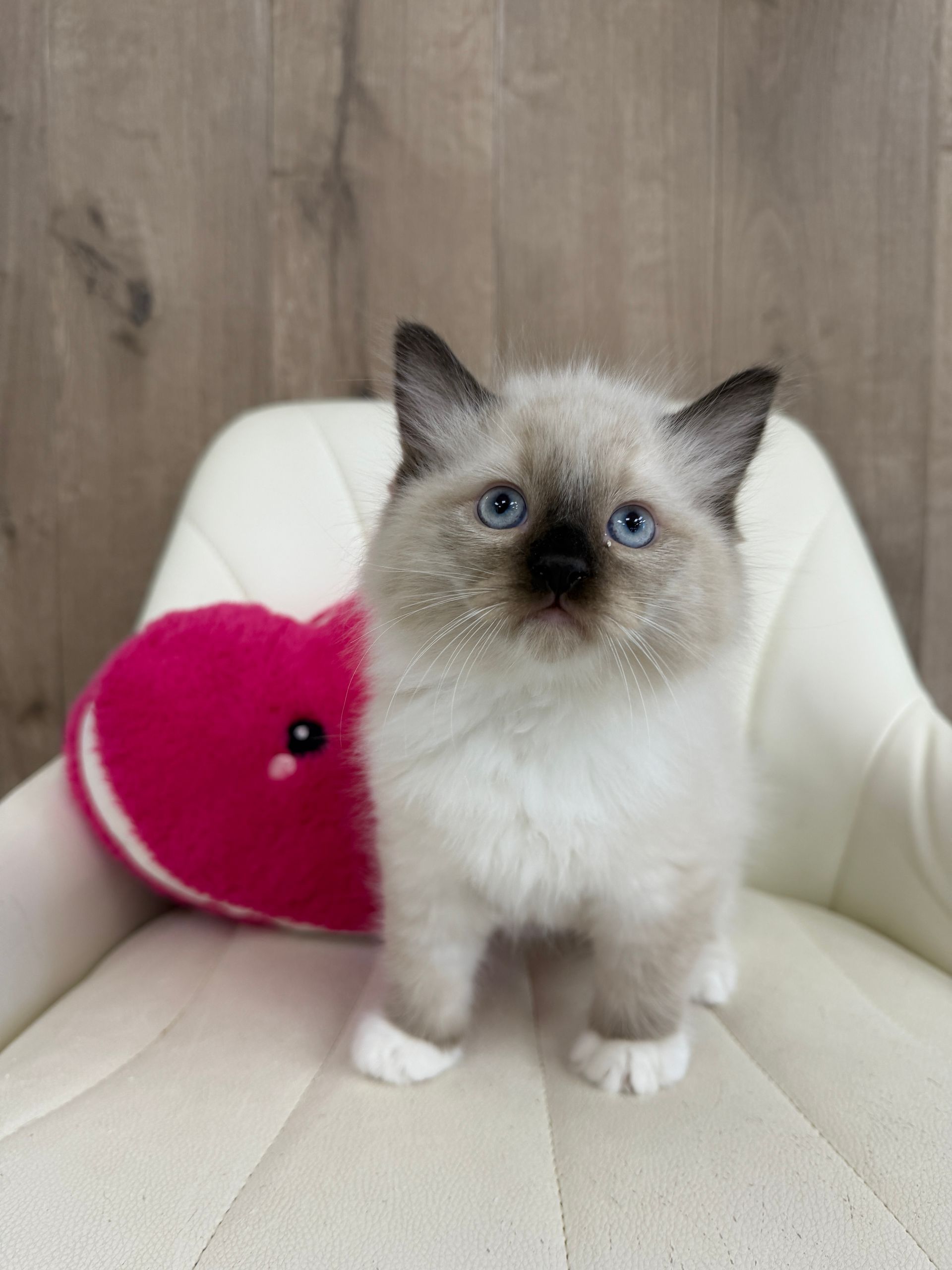 Ragdoll Kitten