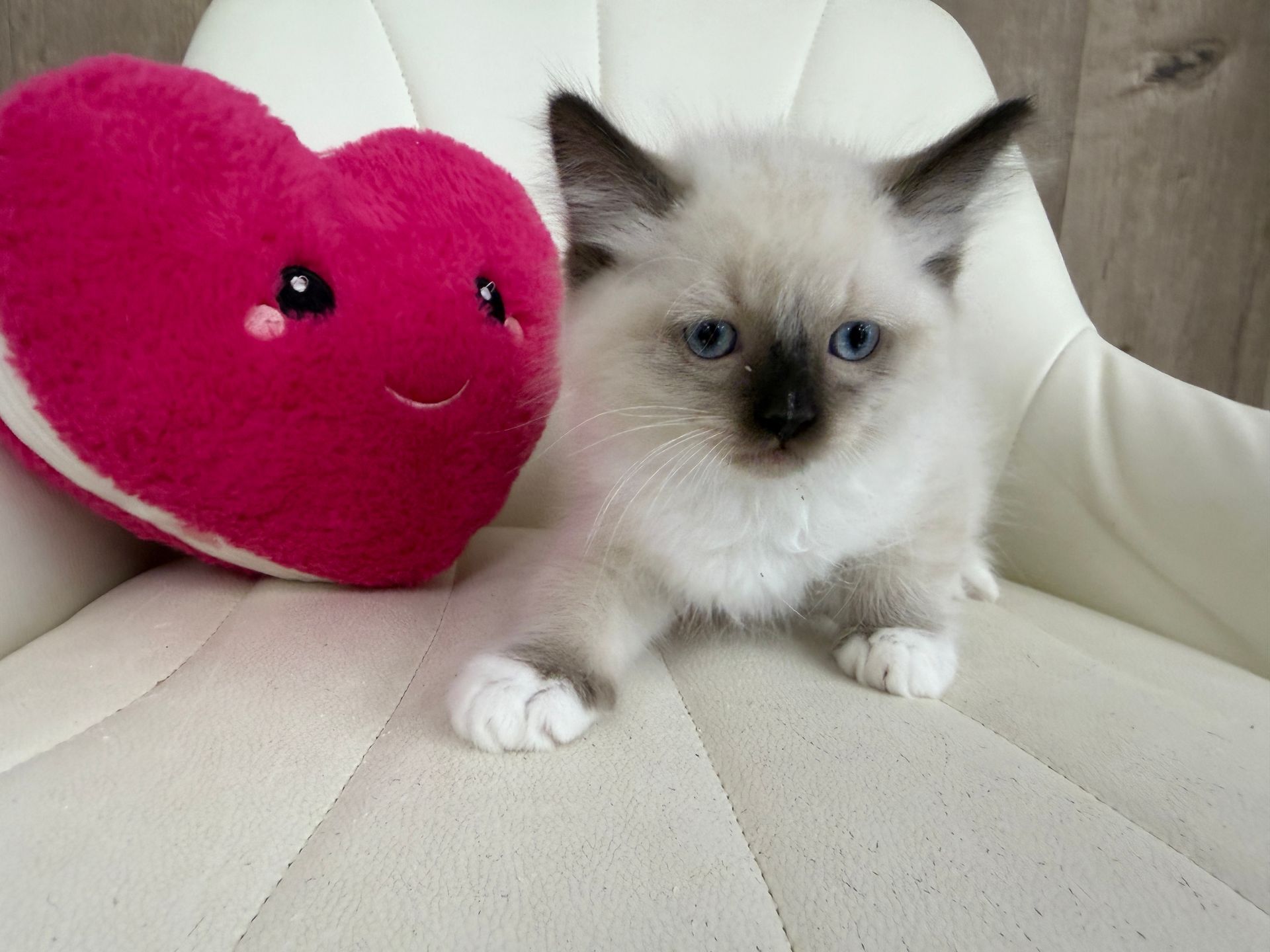 Ragdoll Kitten