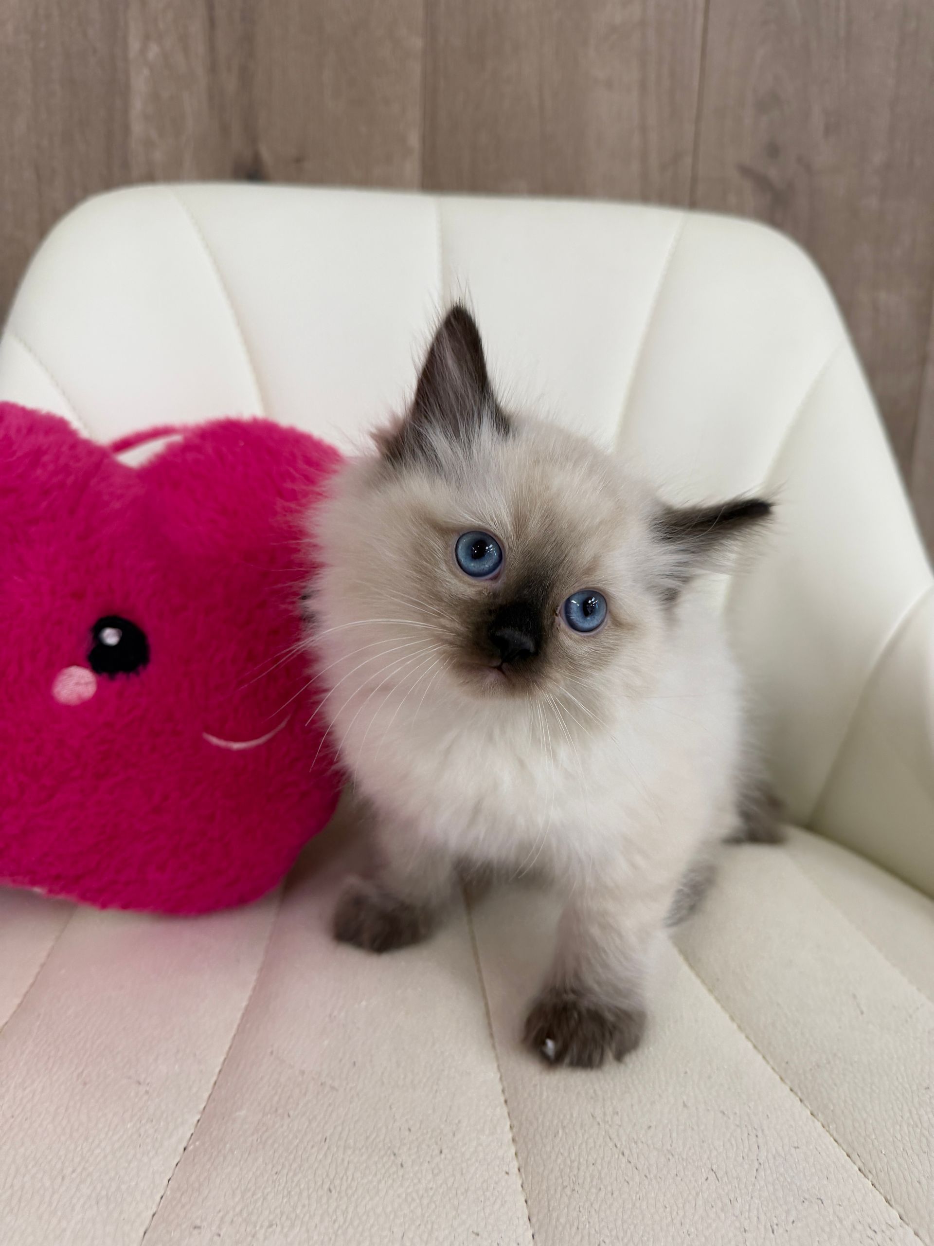 Ragdoll Kitten