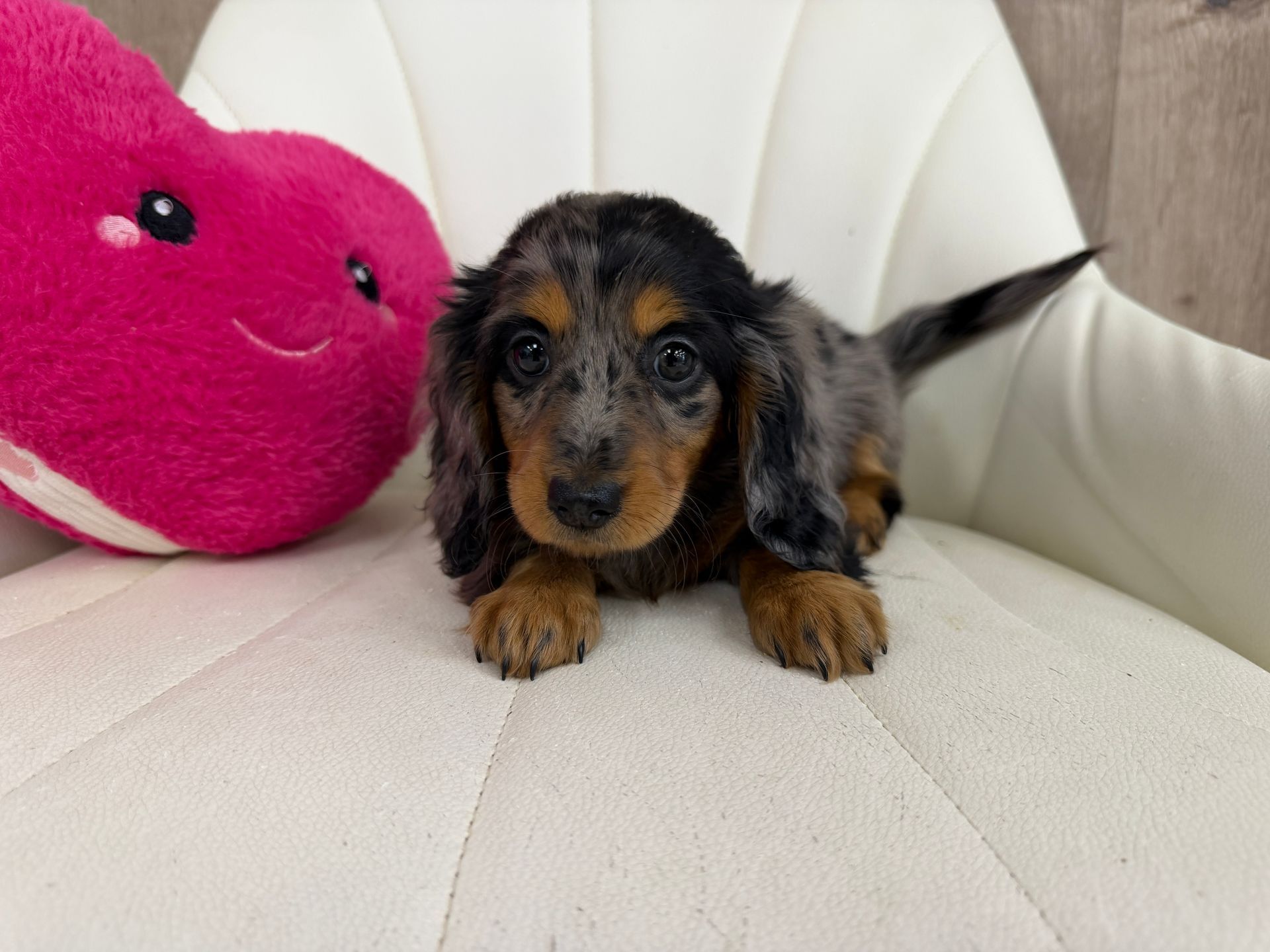 Miniature Dachshund Puppy