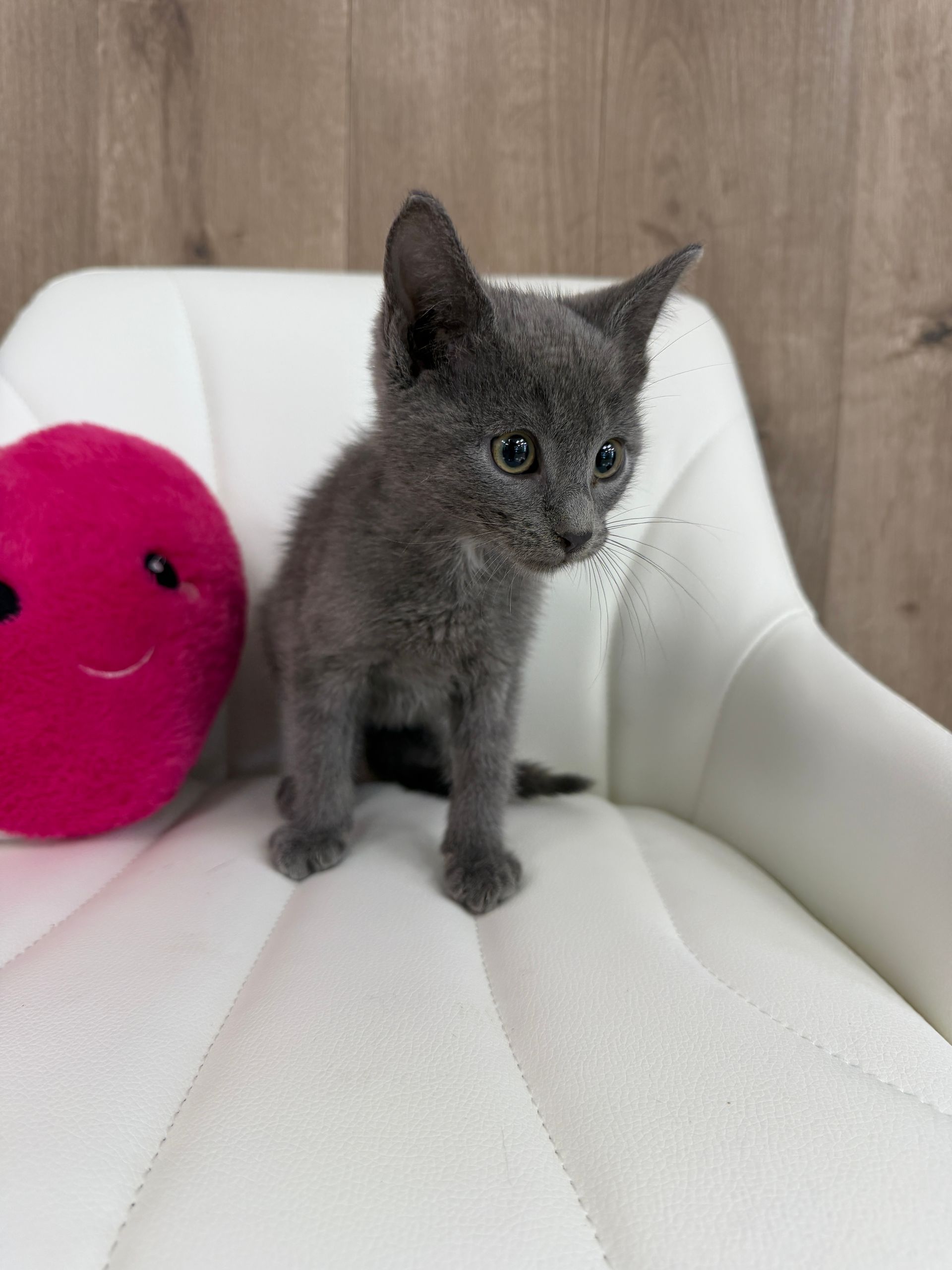 Russian Blue Kitten