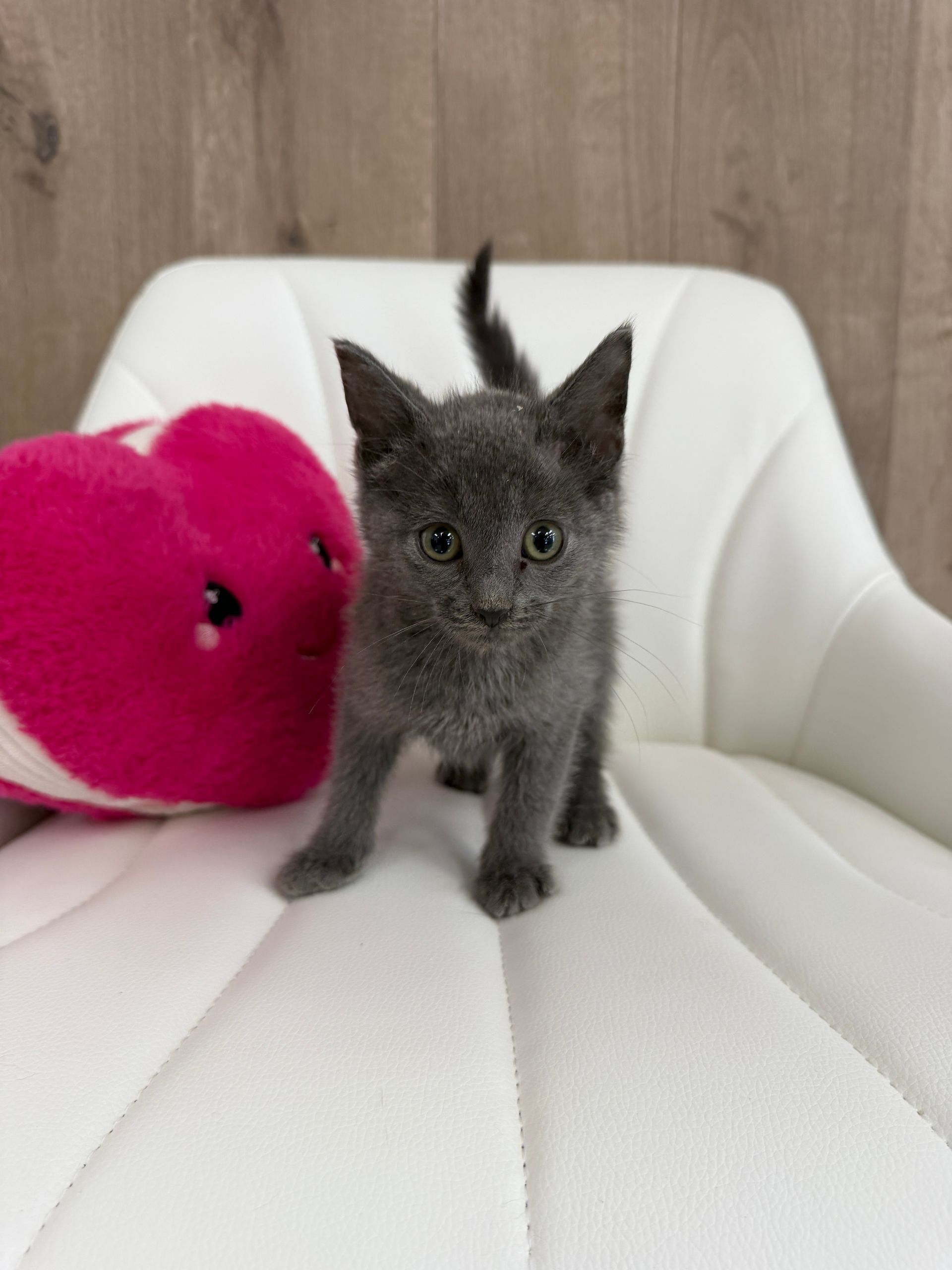 Russian Blue Kitten