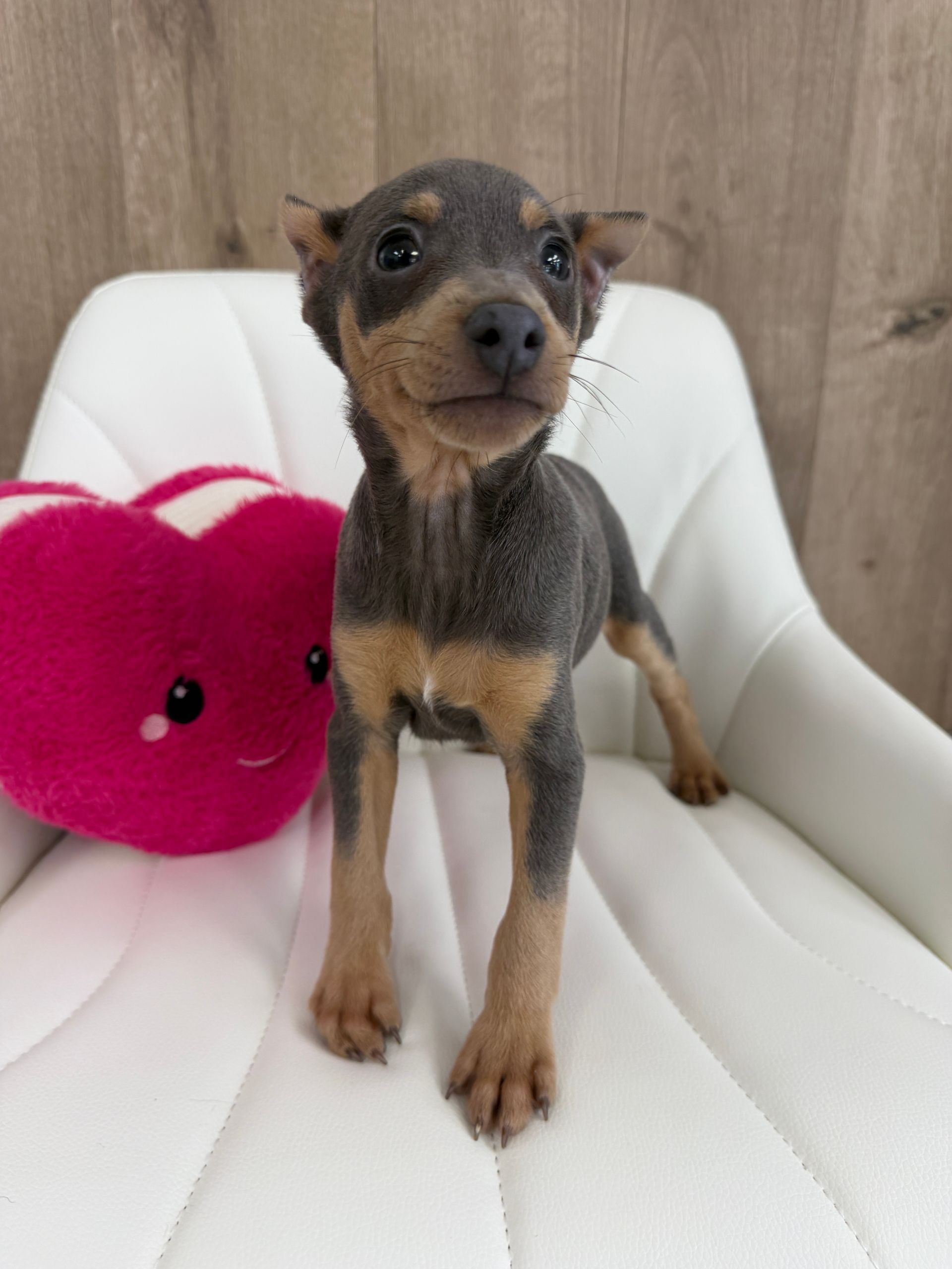 Miniature Pinscher Puppy