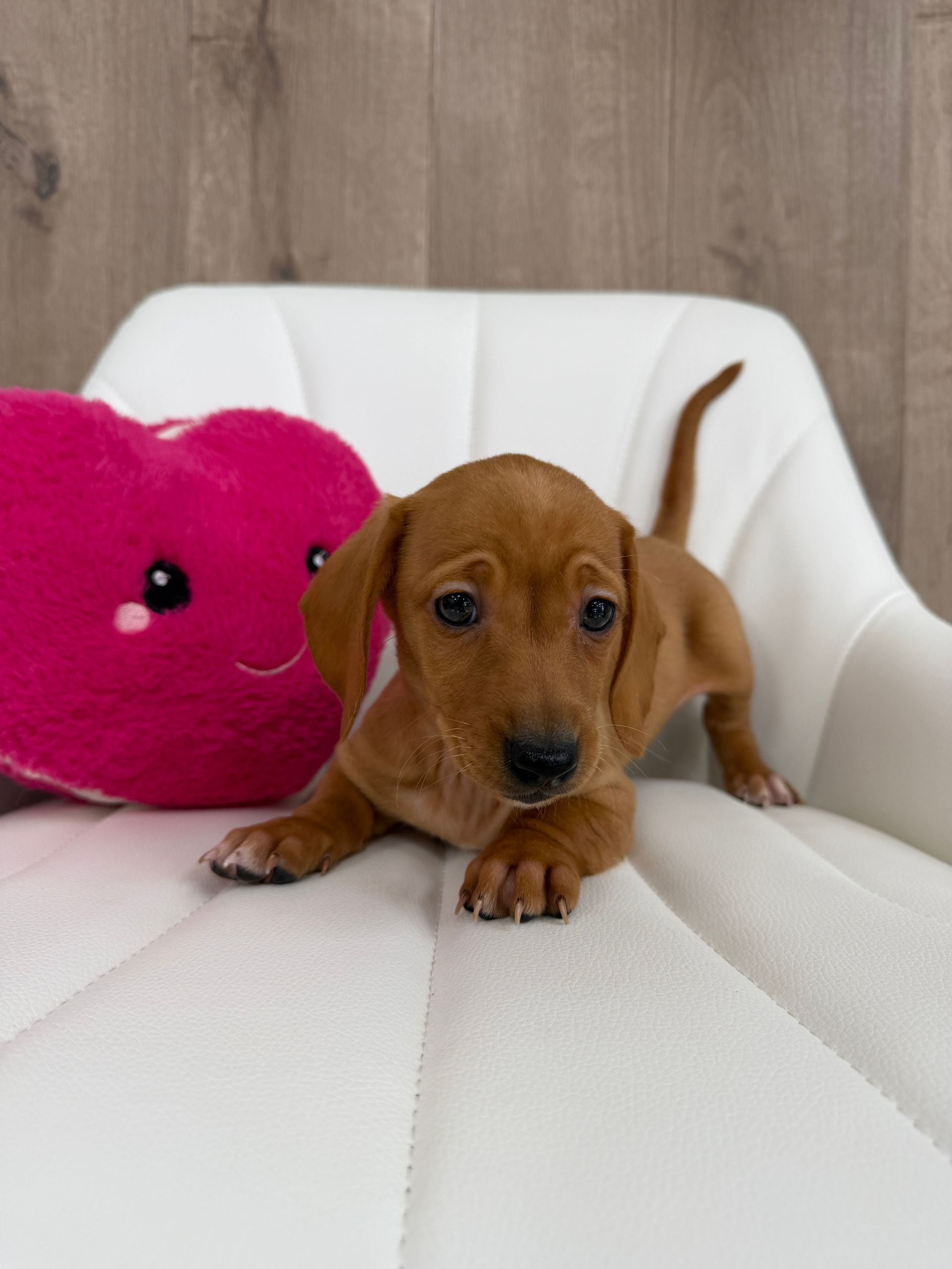 Miniature Dachshund Puppy
