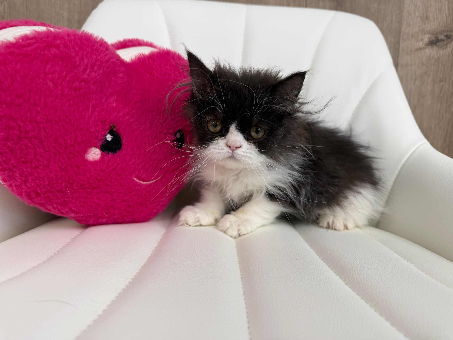 Persian Kitten