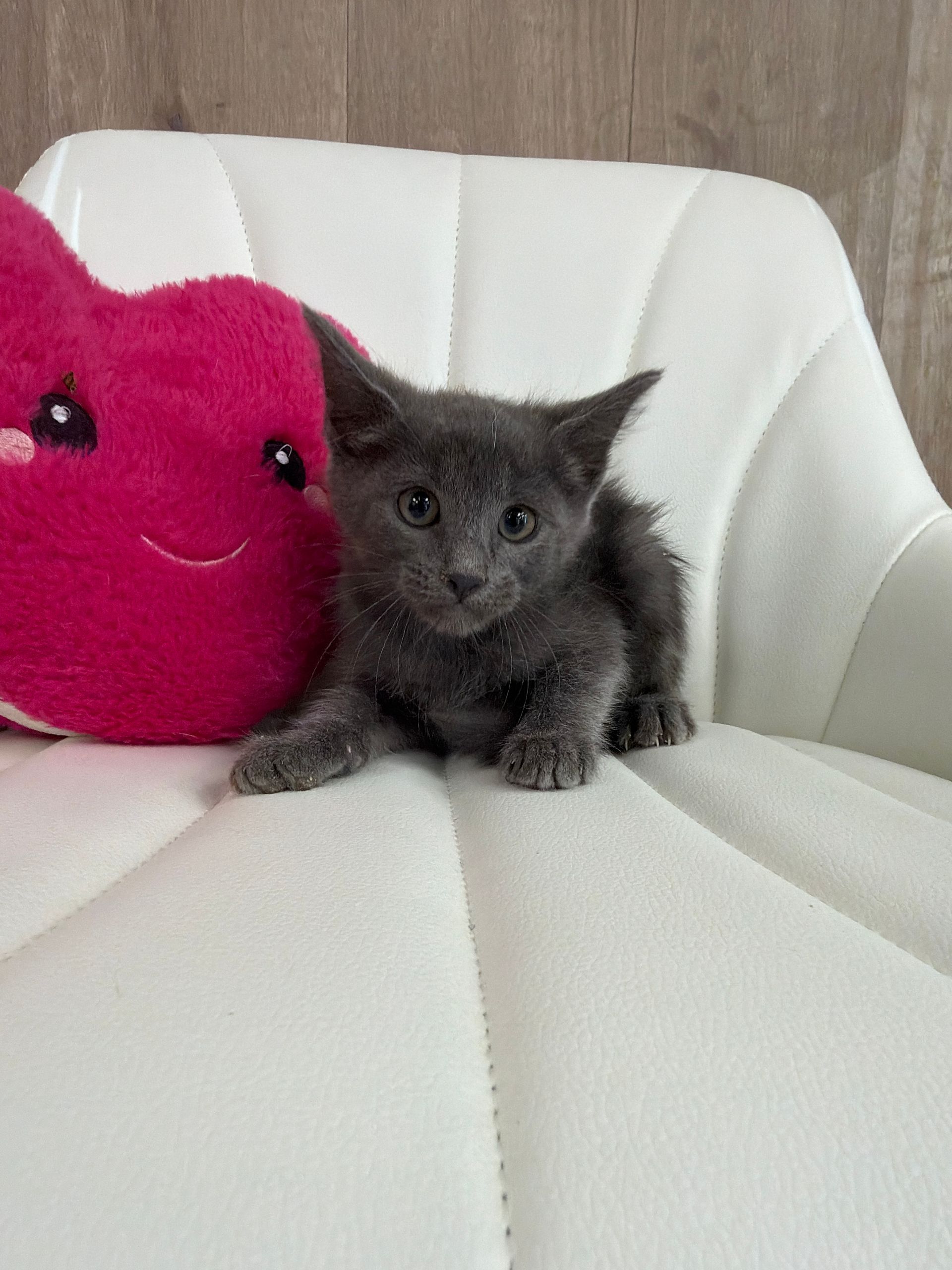 Russian Blue Kitten