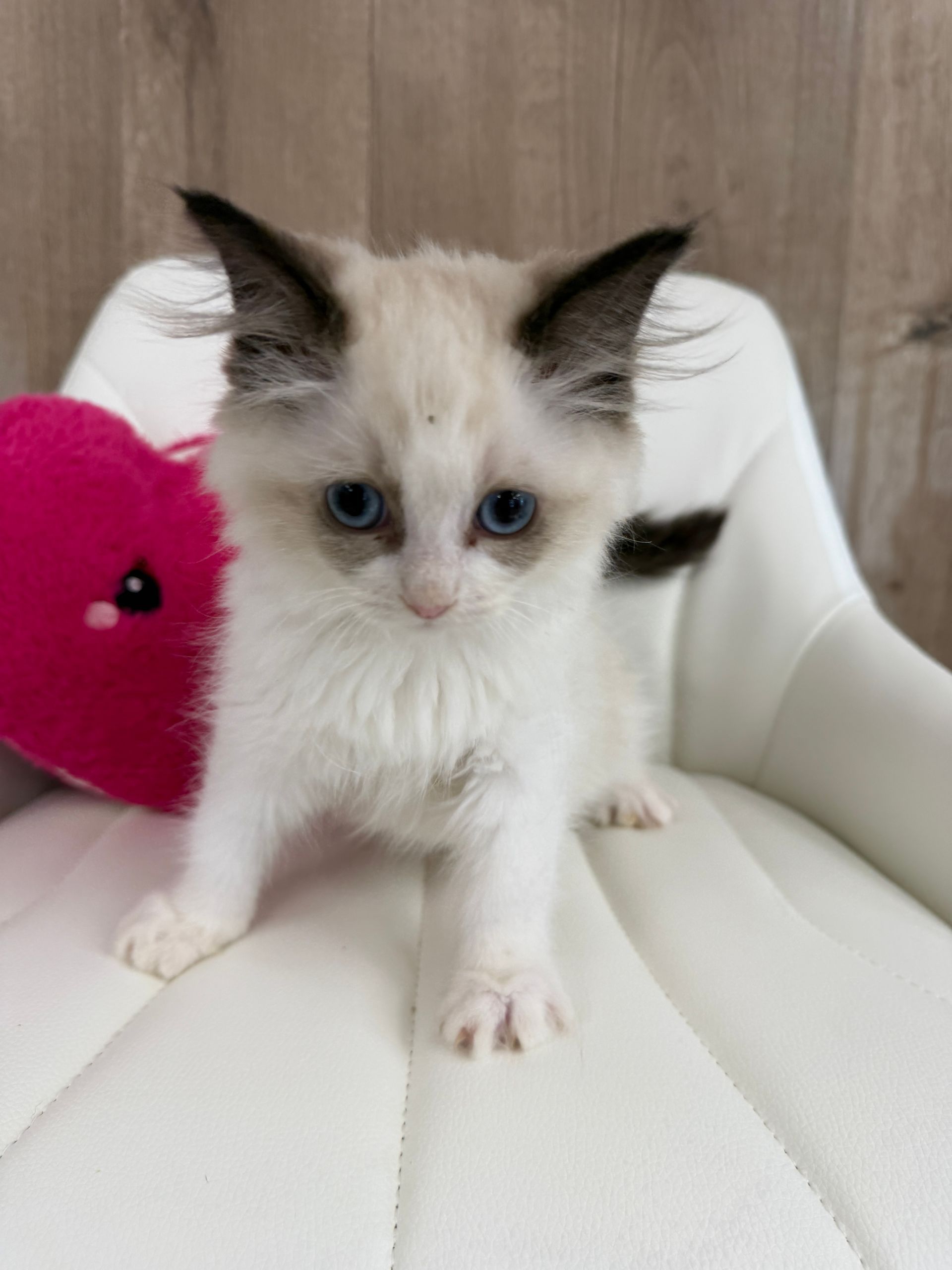 Ragdoll Kitten