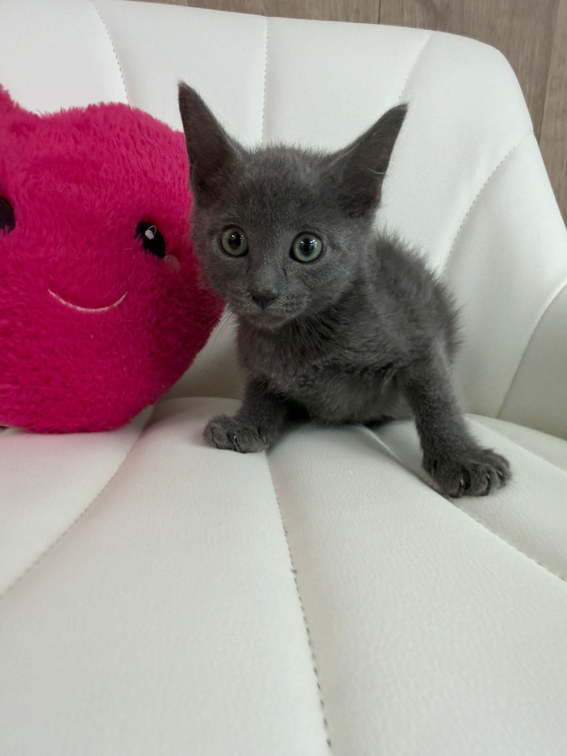 
Russian Blue Kitten