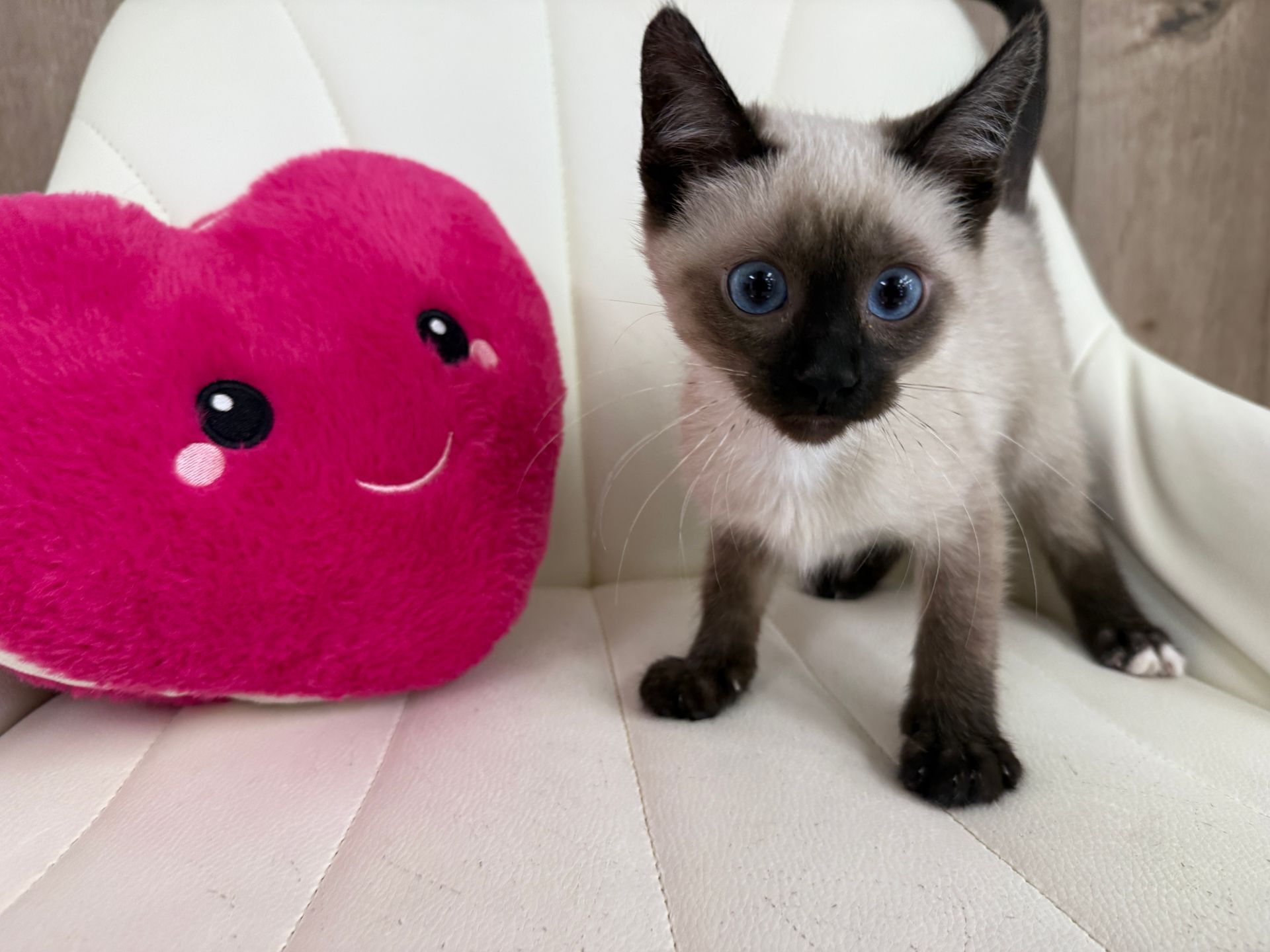 Siamese Kitten