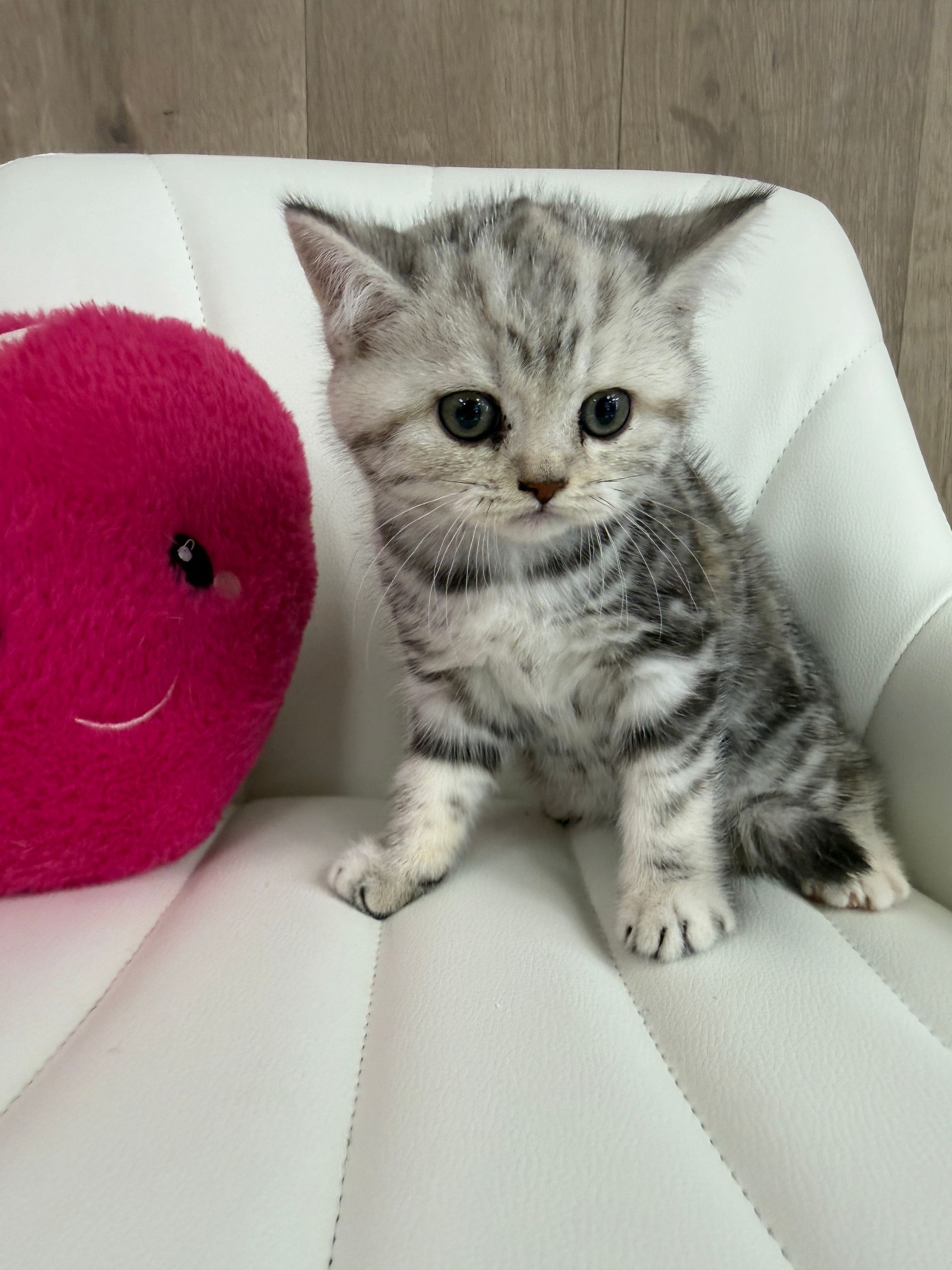 British Shorthair Kitten