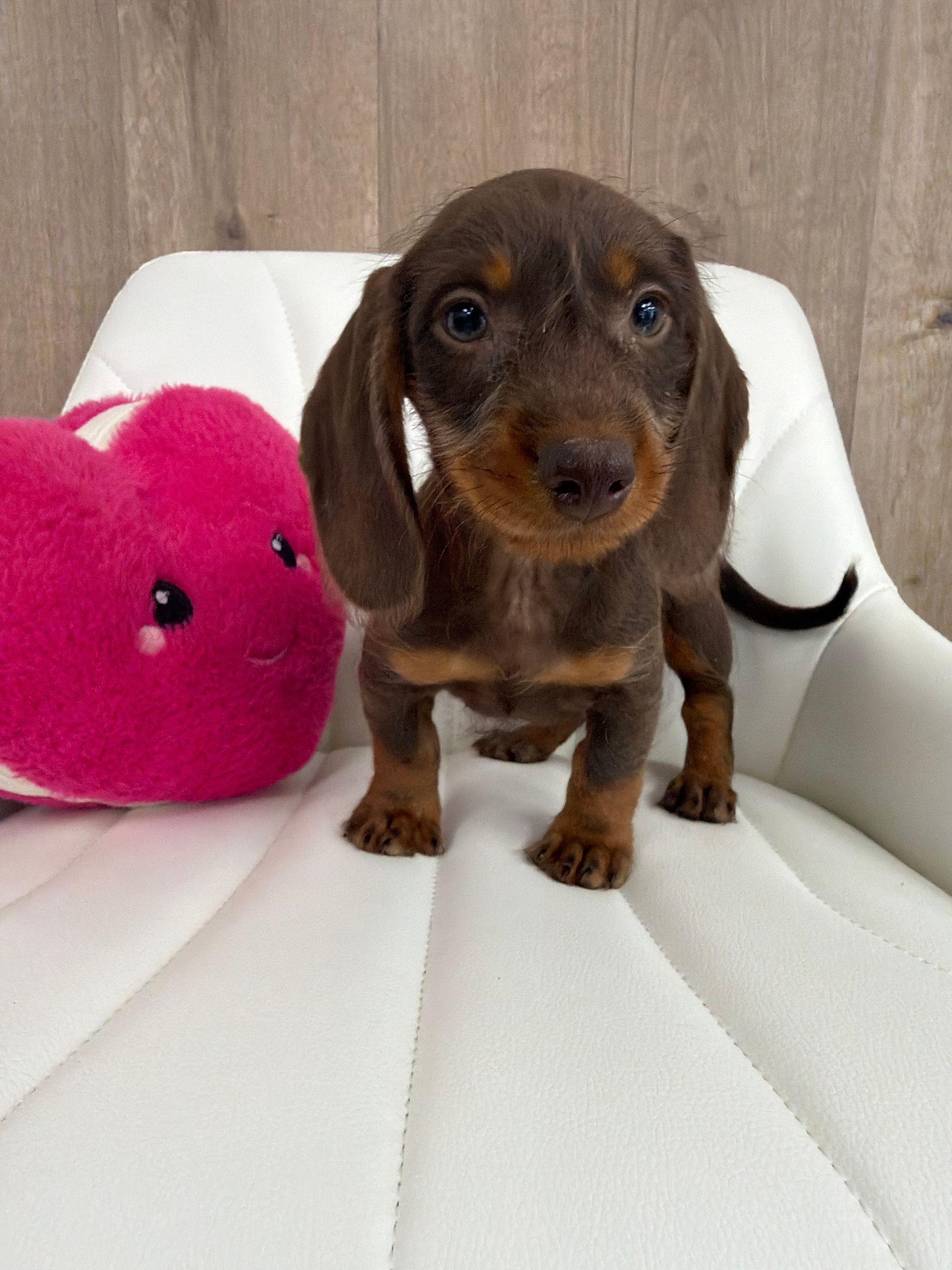 Miniature Dachshund Puppy